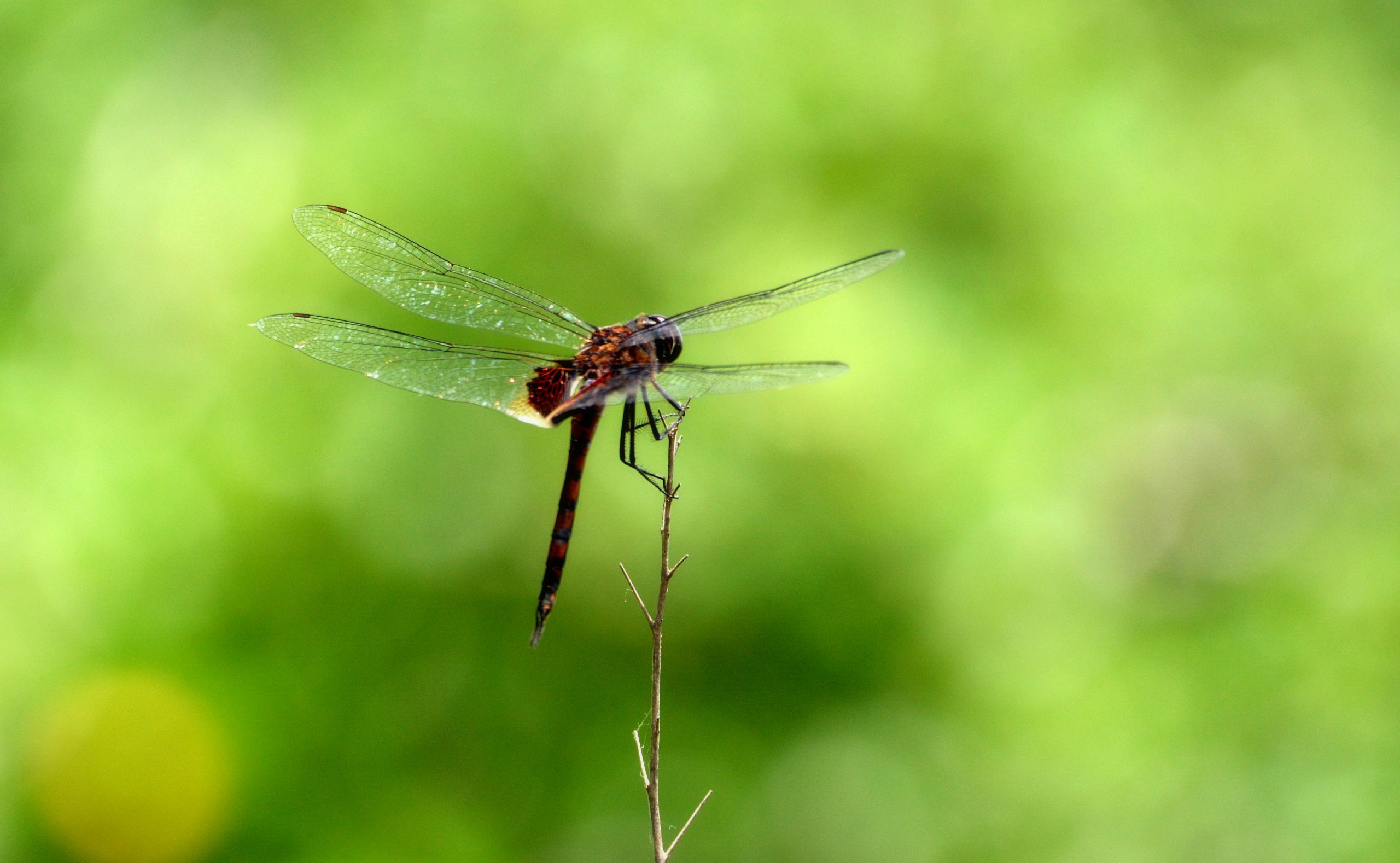 close up of dragonfly