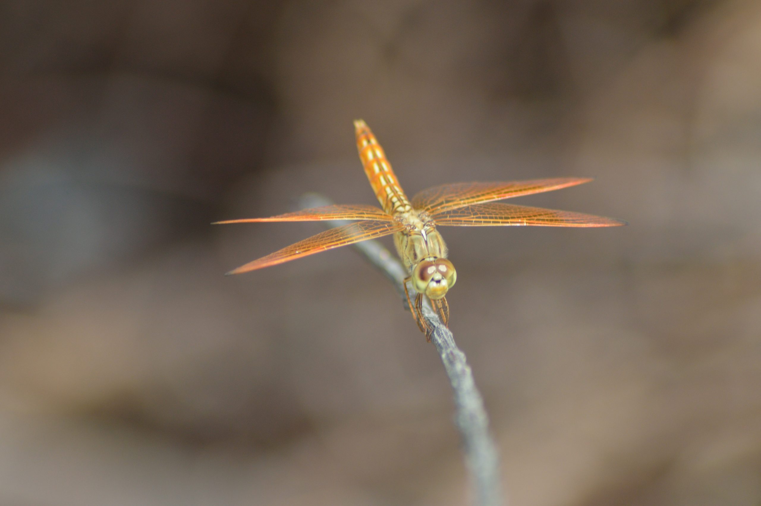 Dragonfly Closeup