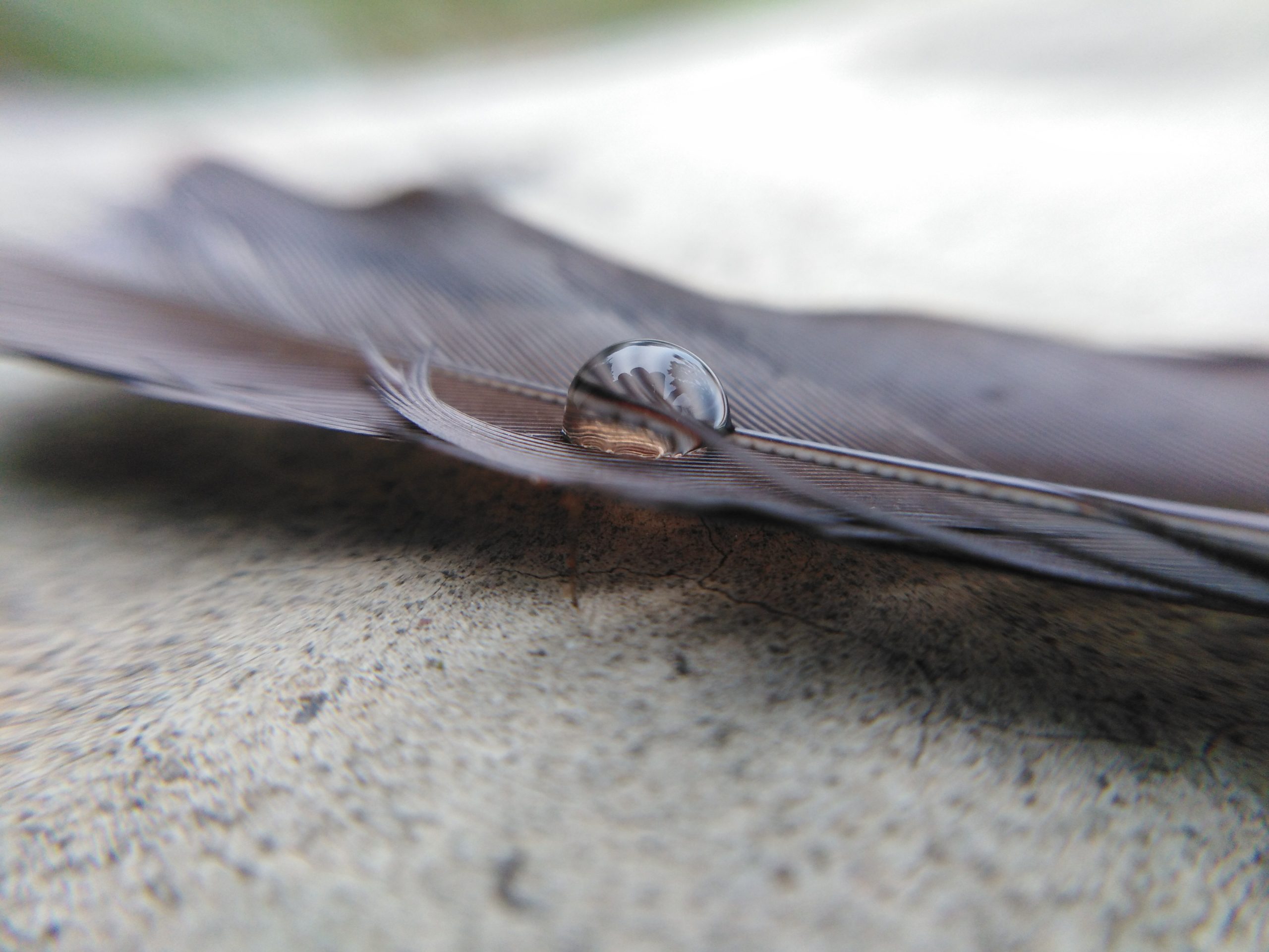 Water drop on feather