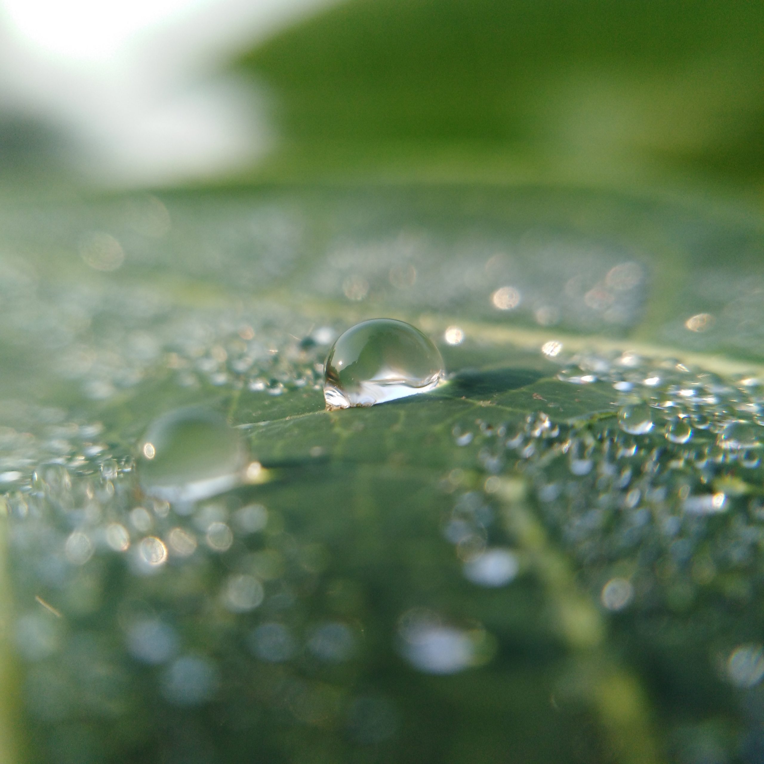 Water drops on leaf