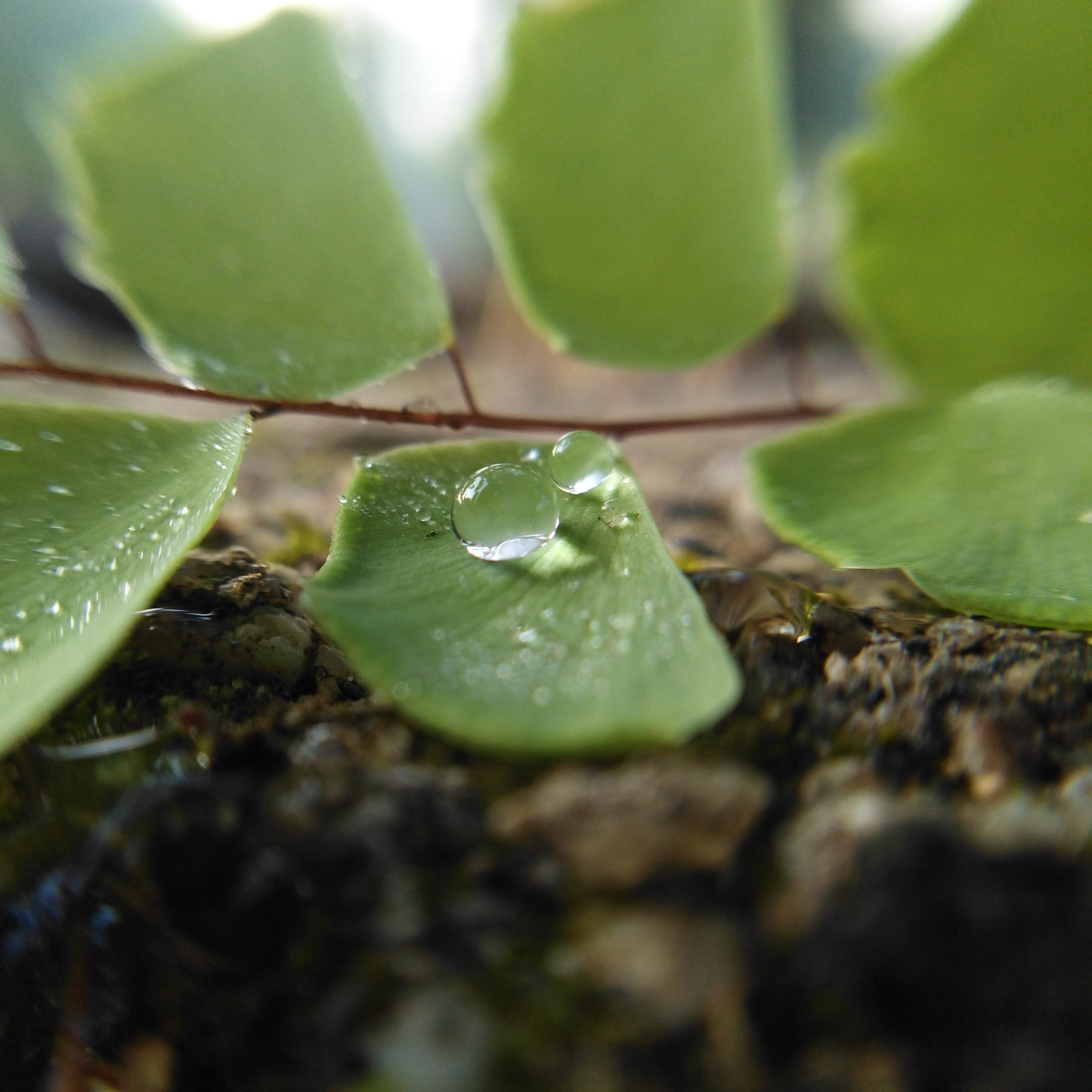 drop on leaf