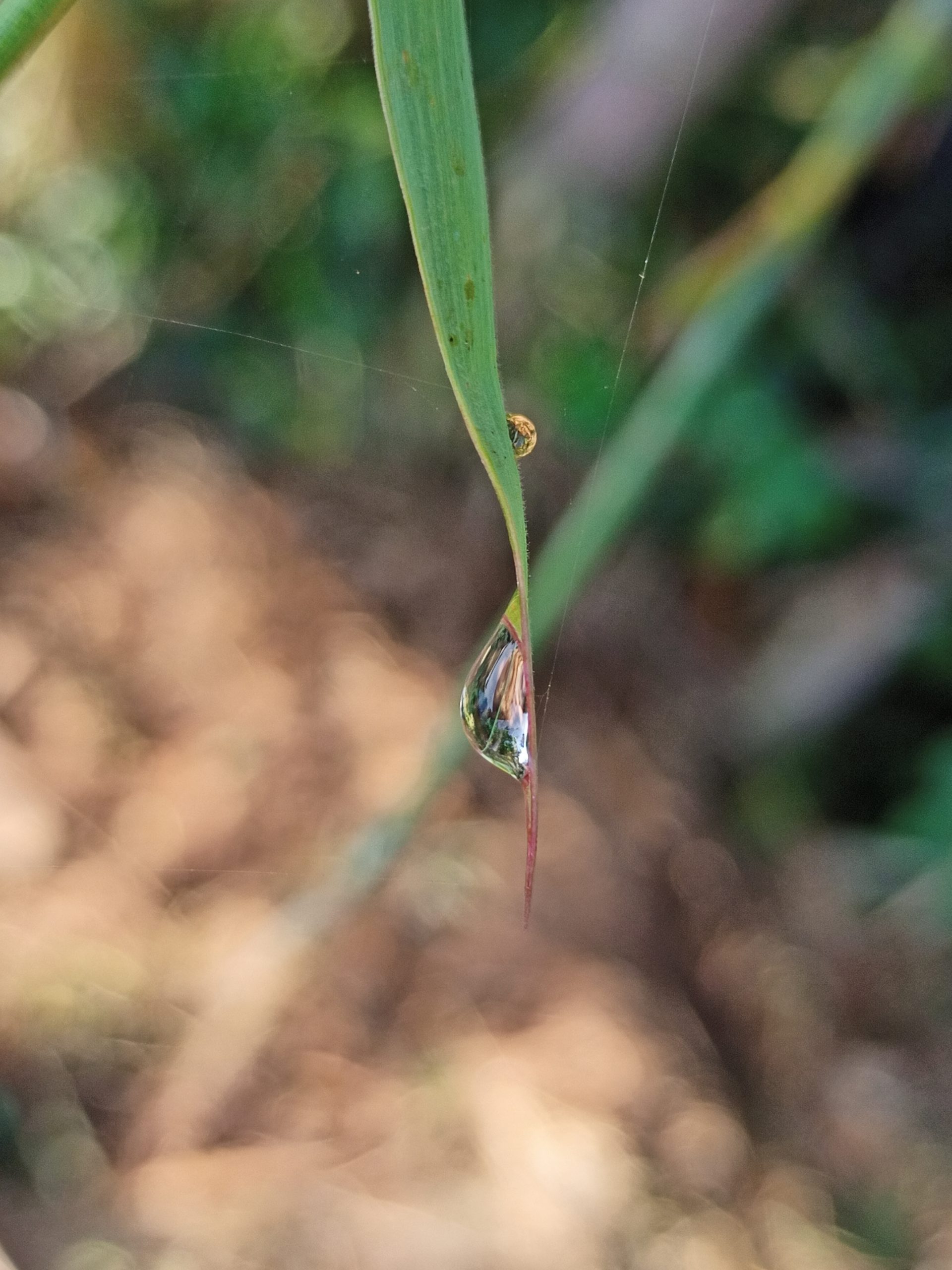 Drop on leaf