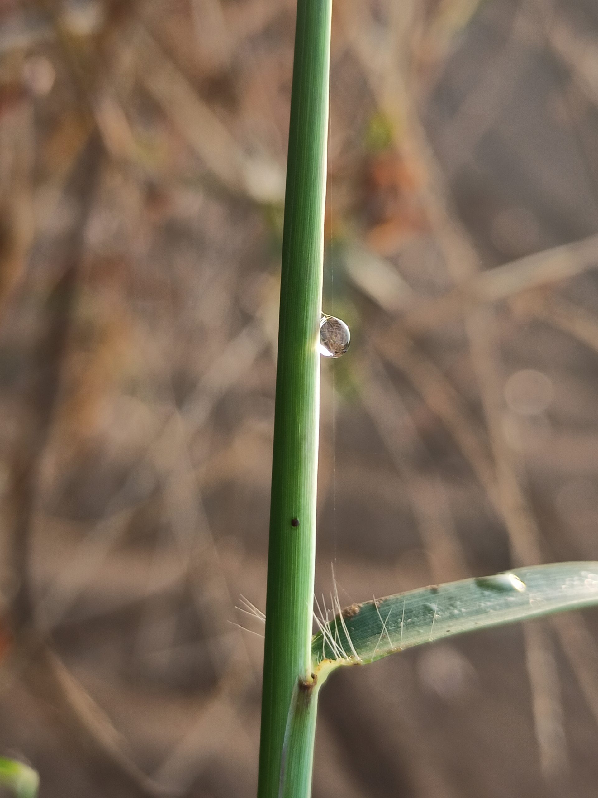 water drop on a stem