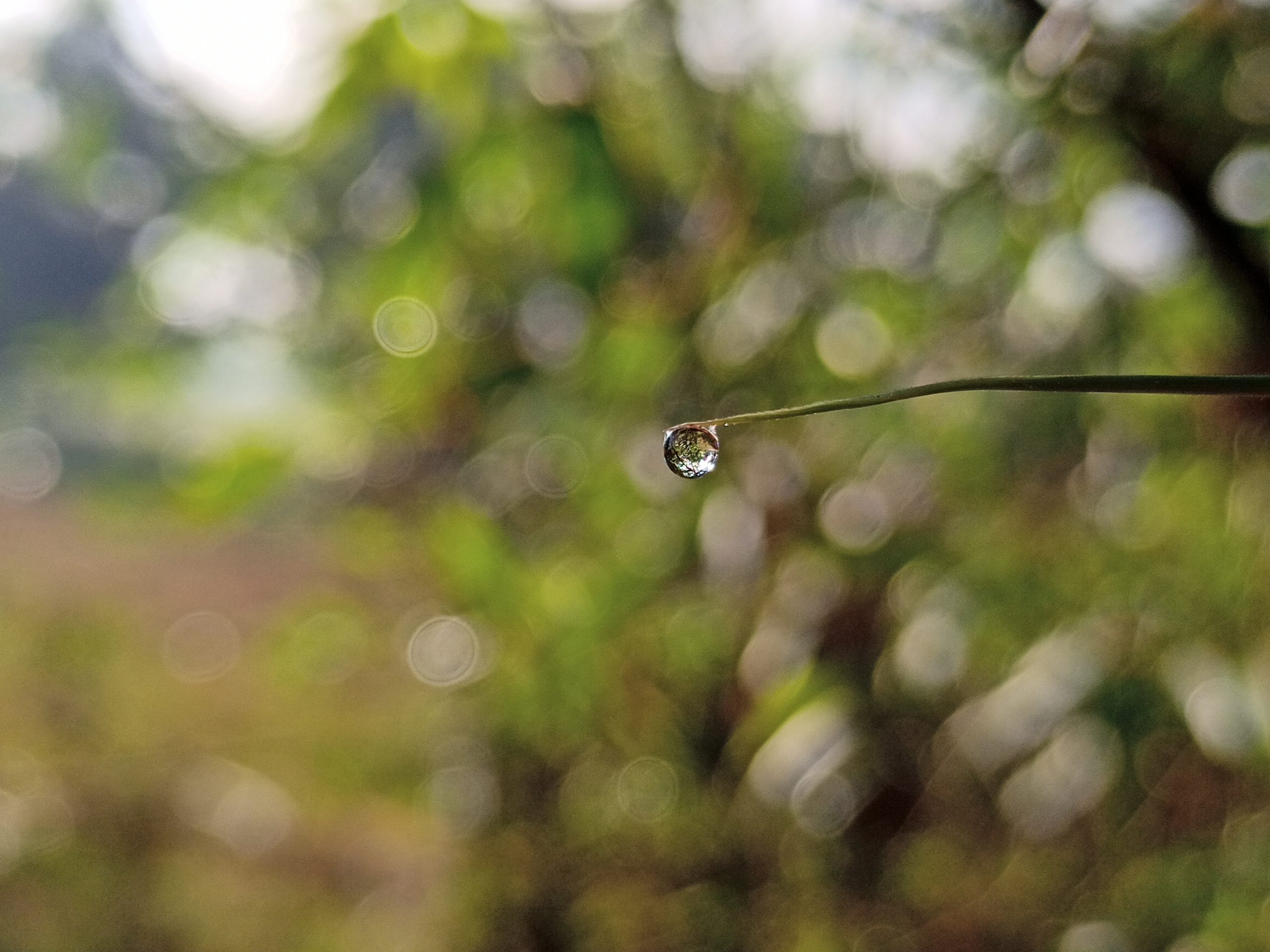 water drop falling from a twig