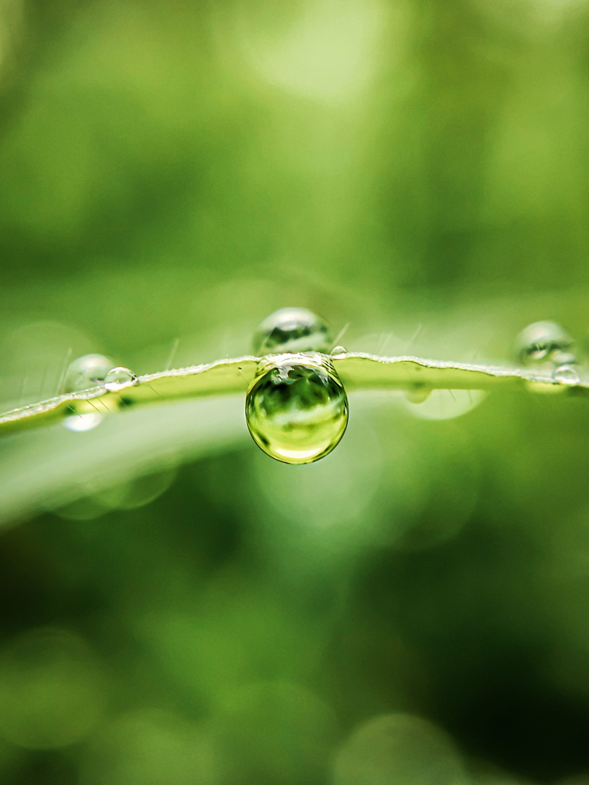 Water Drop On Leaf