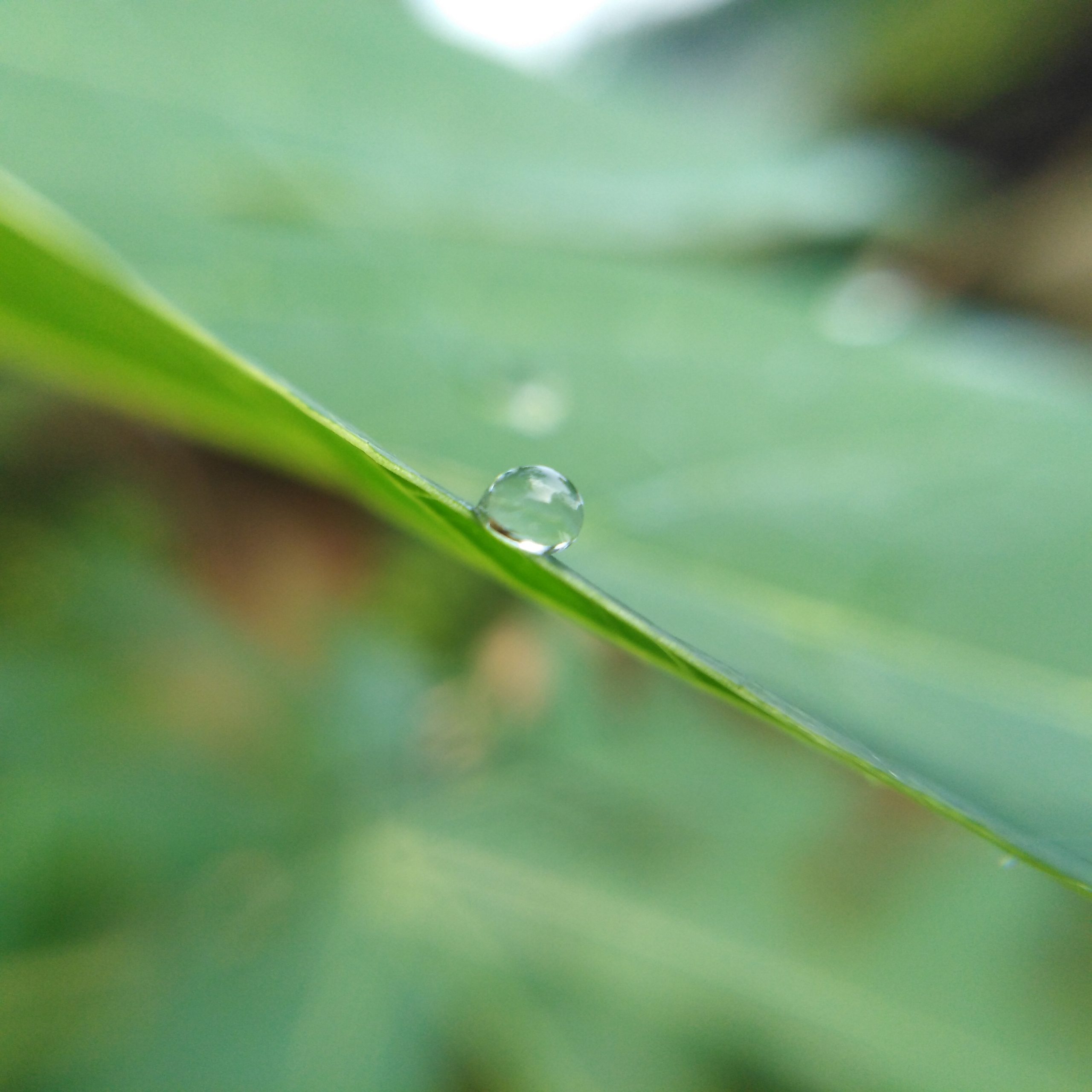 Drop on a grass