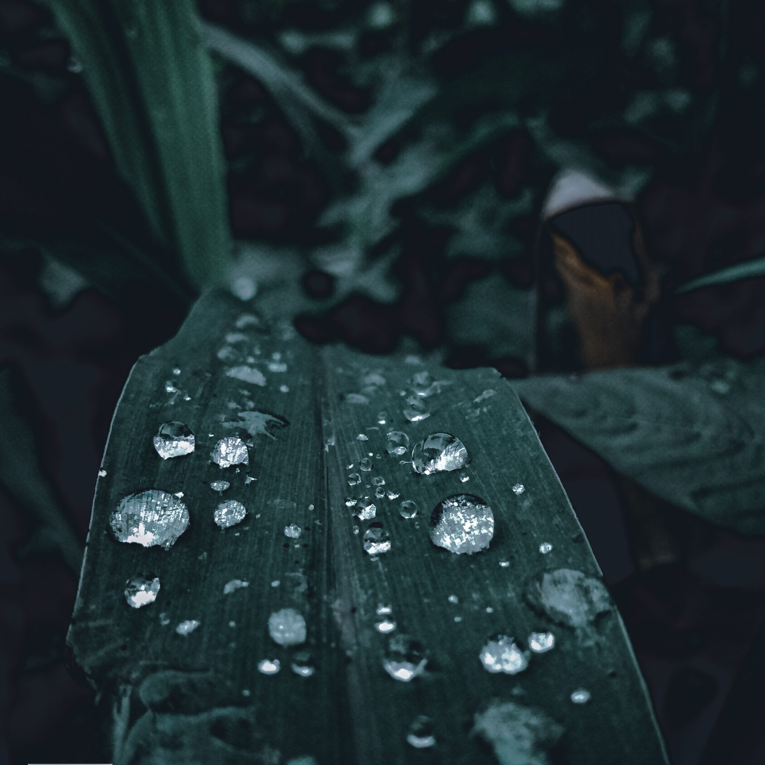 Water drops on leaf