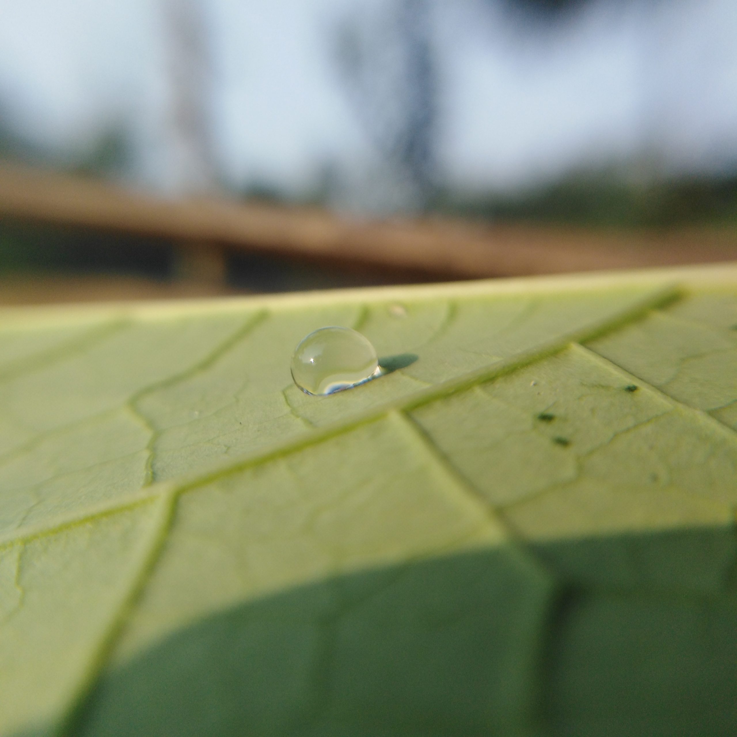 Drop on leaf