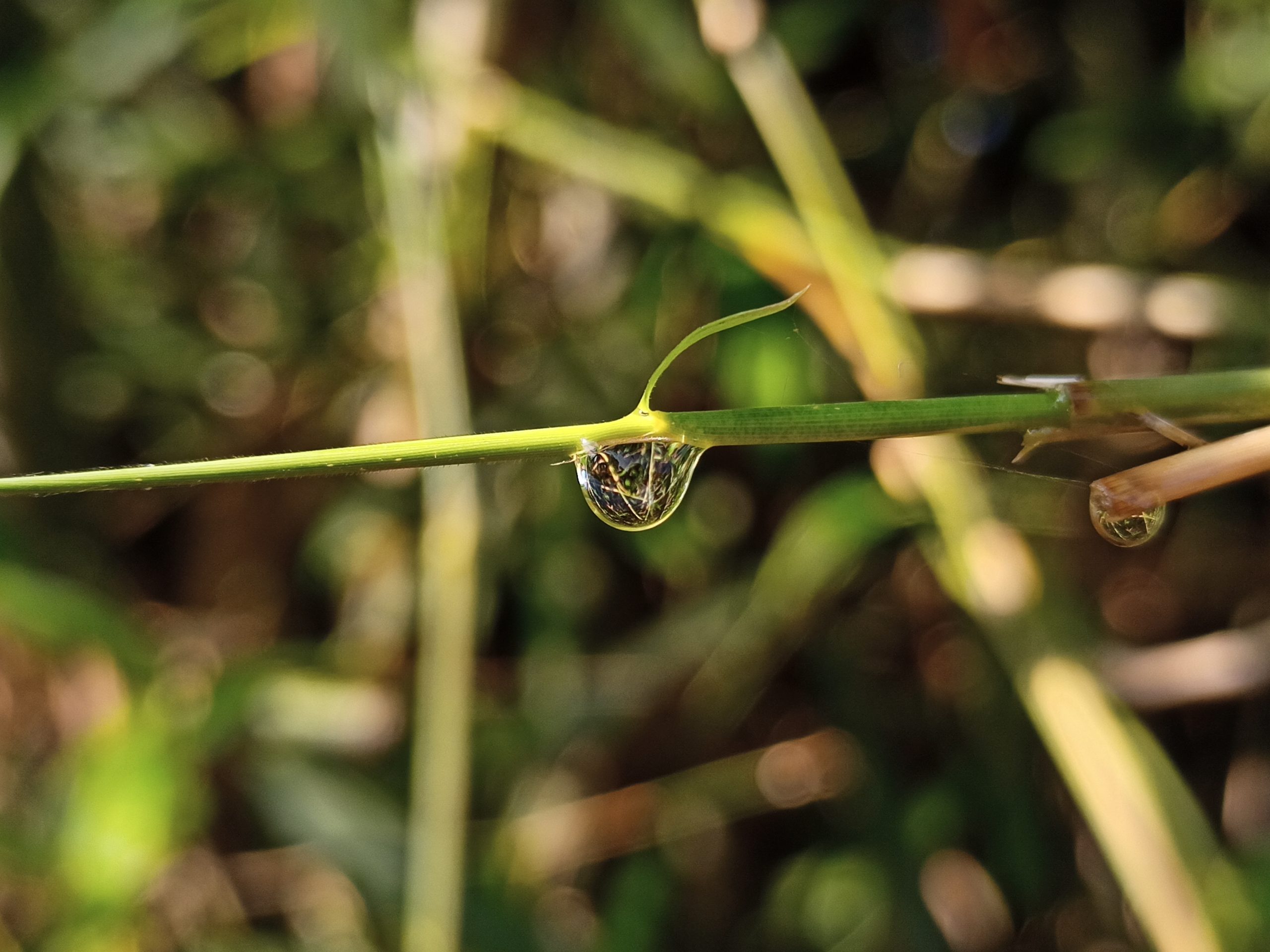 Water drops on leaf