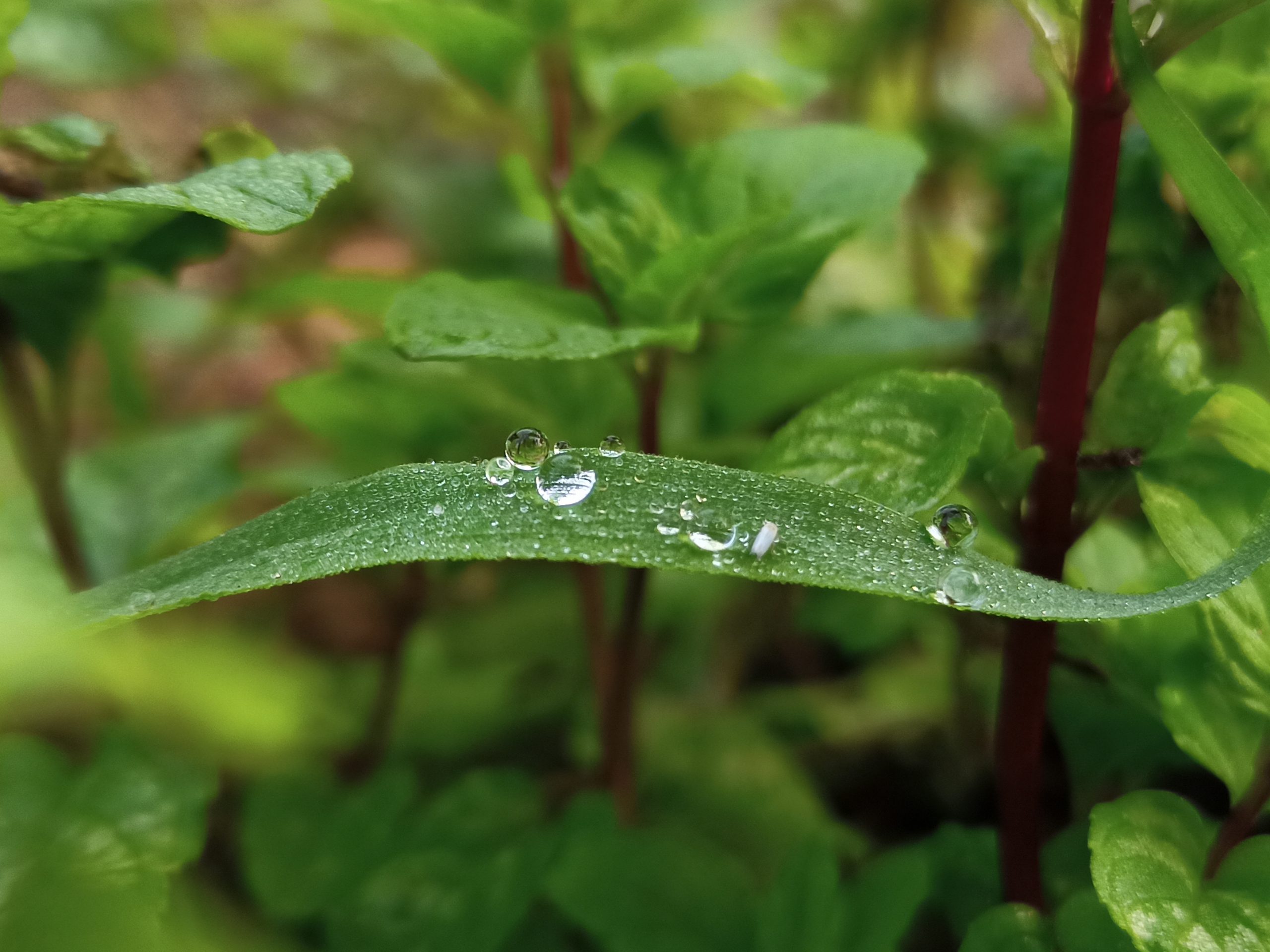 Water drops on leaf