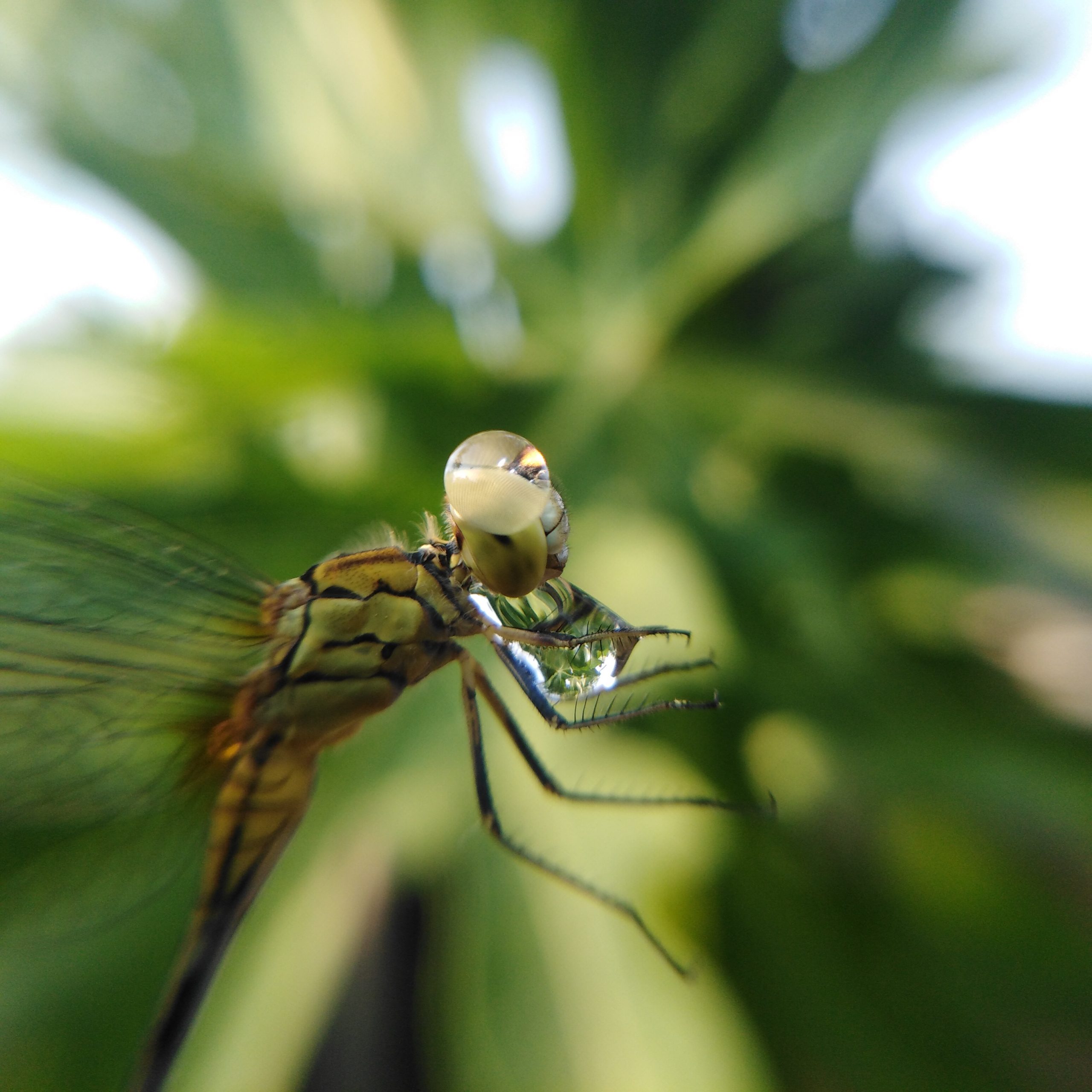 Dragonfly