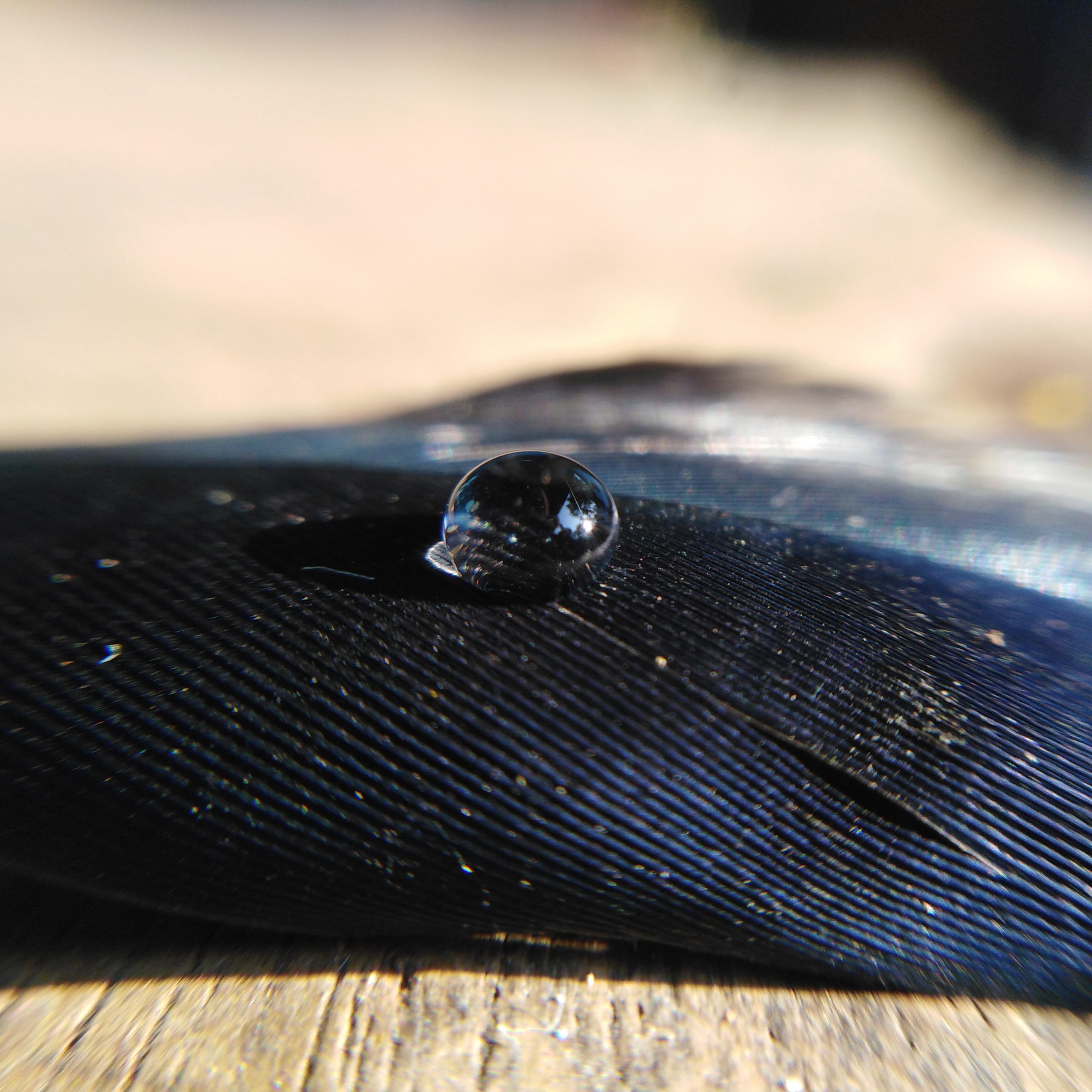 Water drop on feather