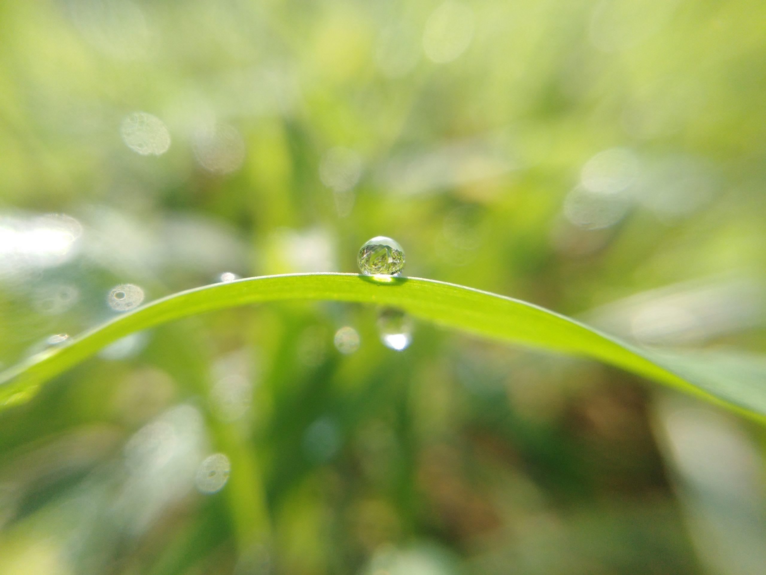 Drop on leaf