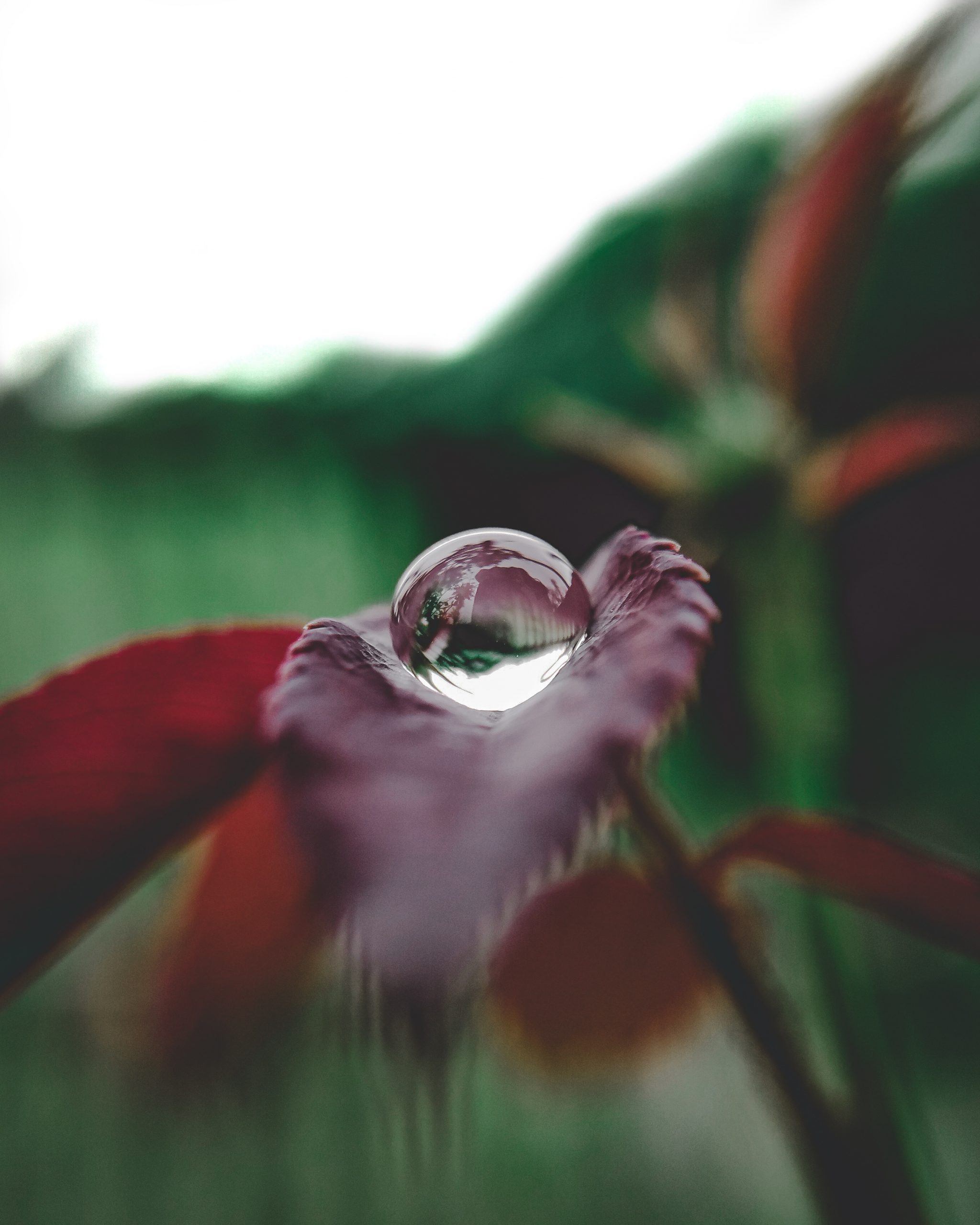 Water Drop Leaf