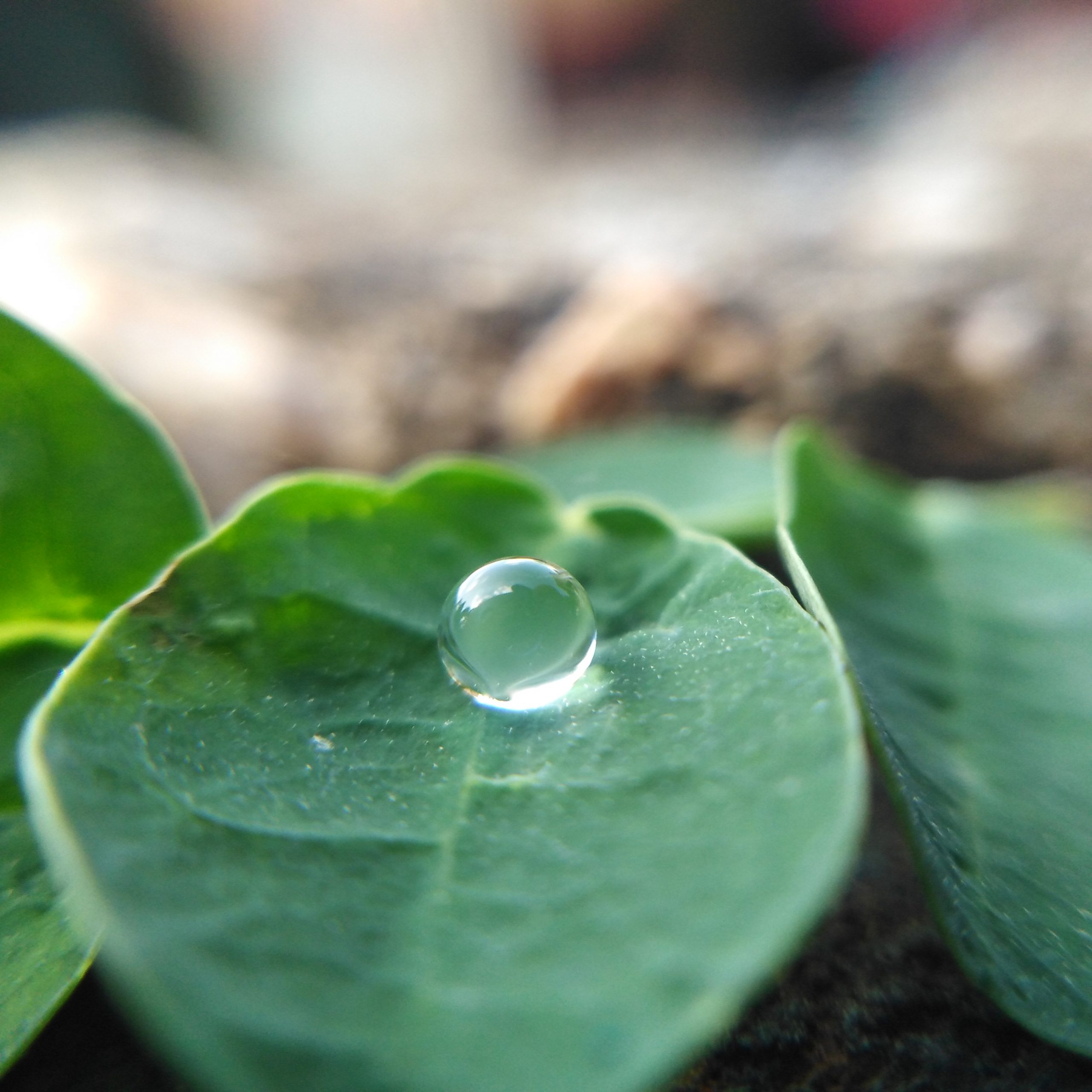 Drop on leaf