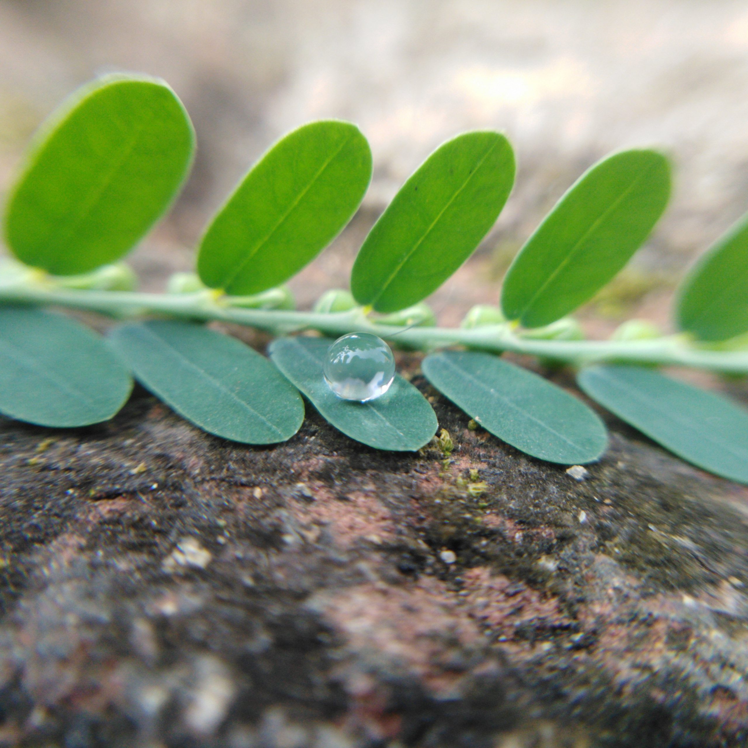 Drop on leaf