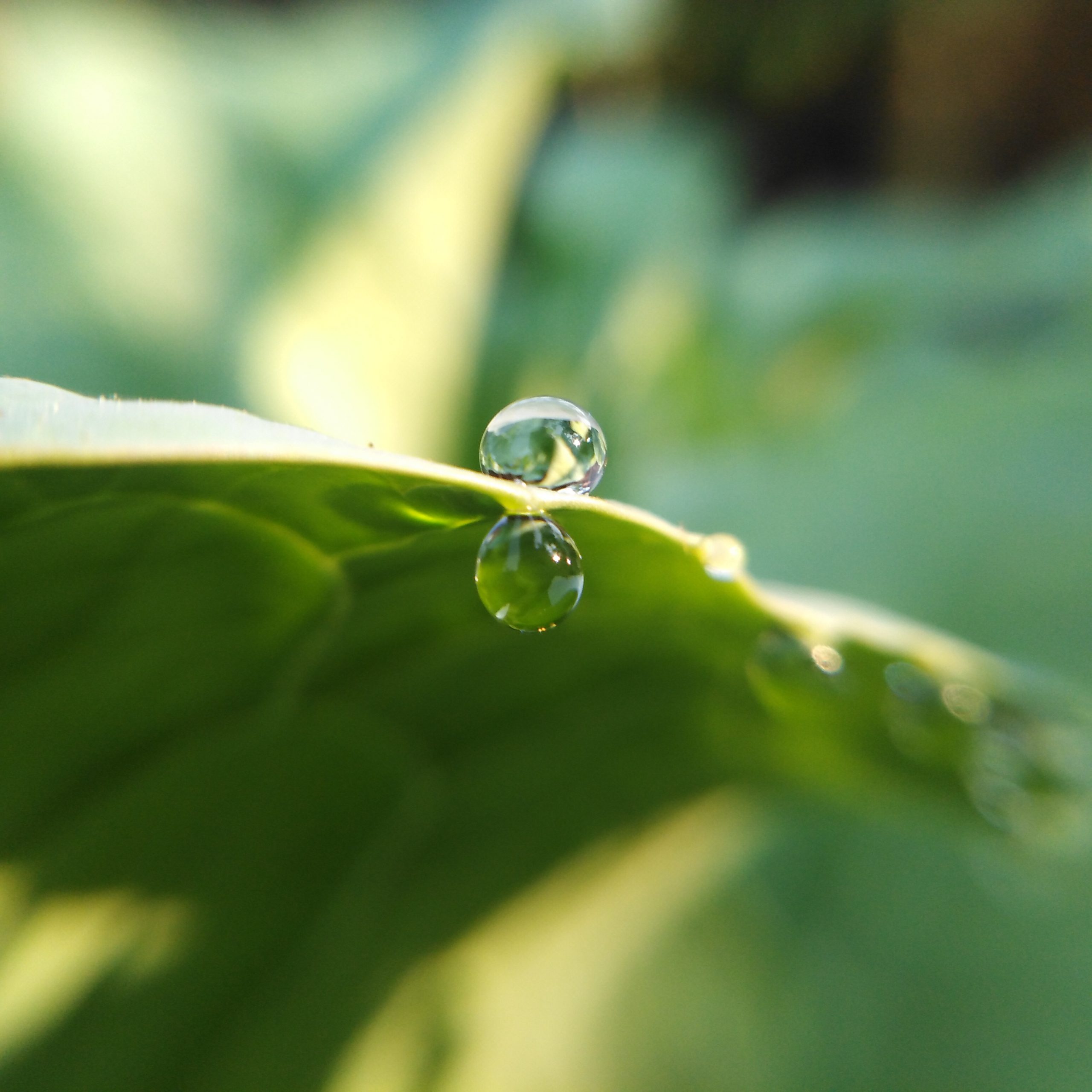 drop on leaf