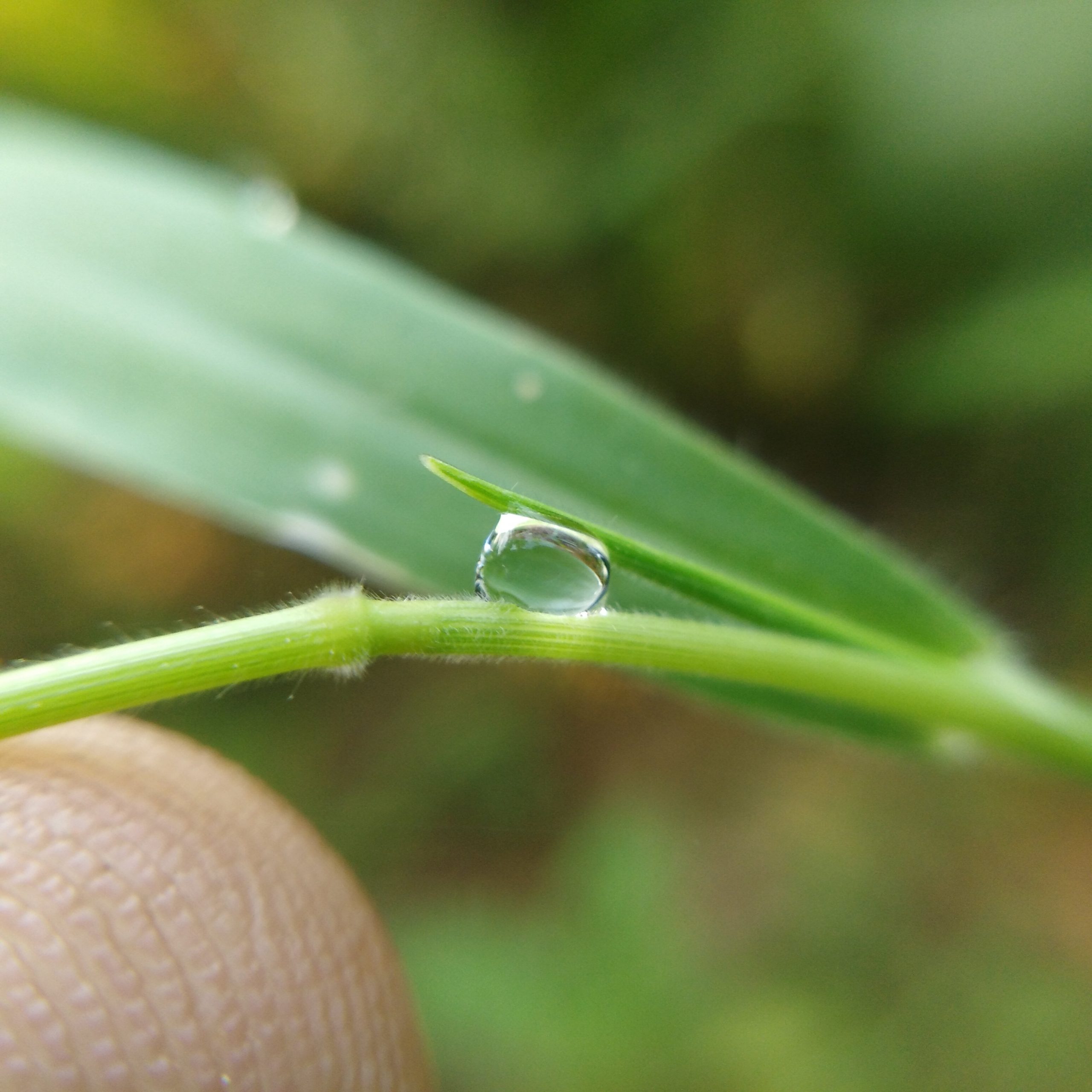 Water drop on grass