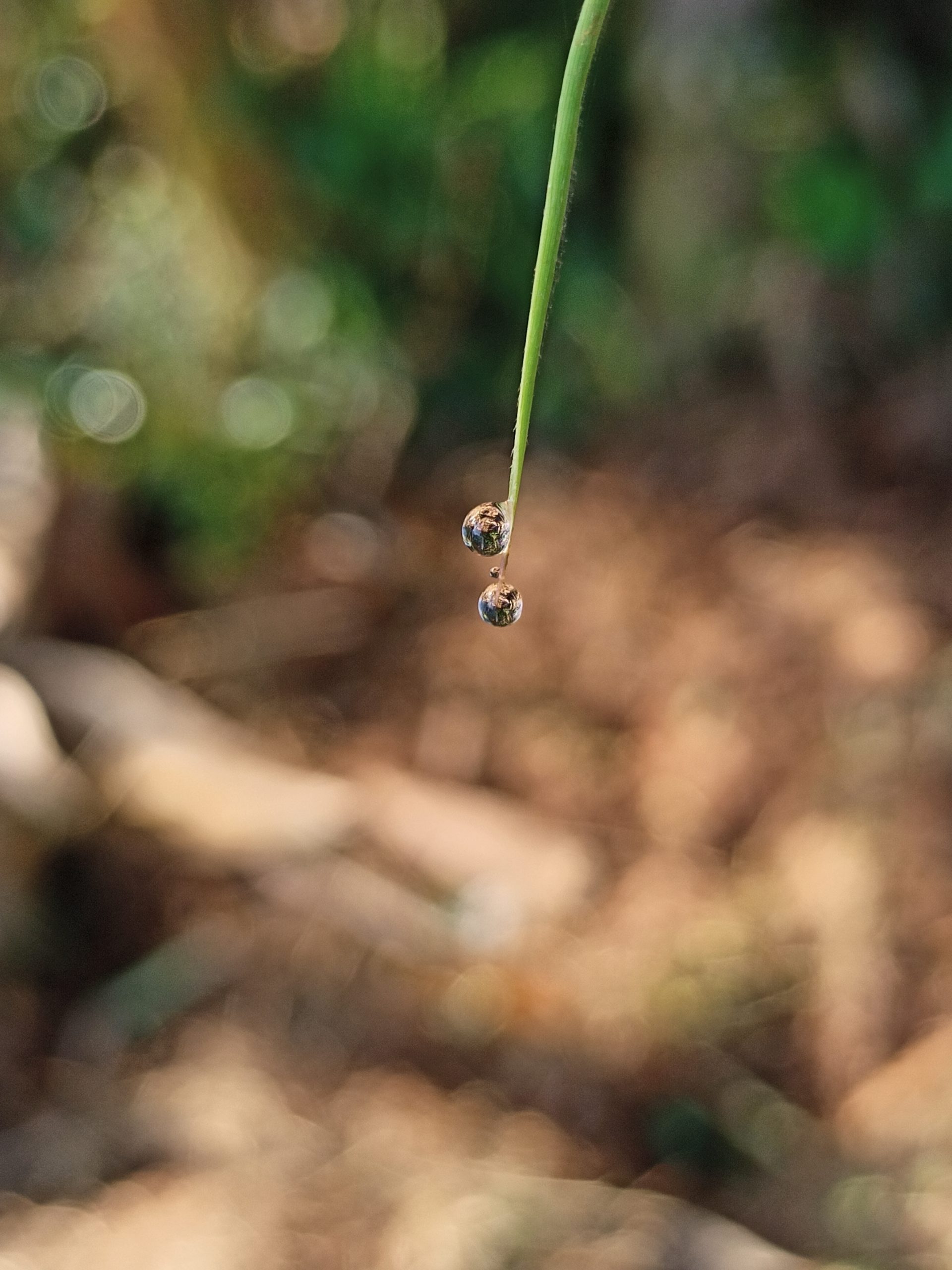 Water drops on leaf