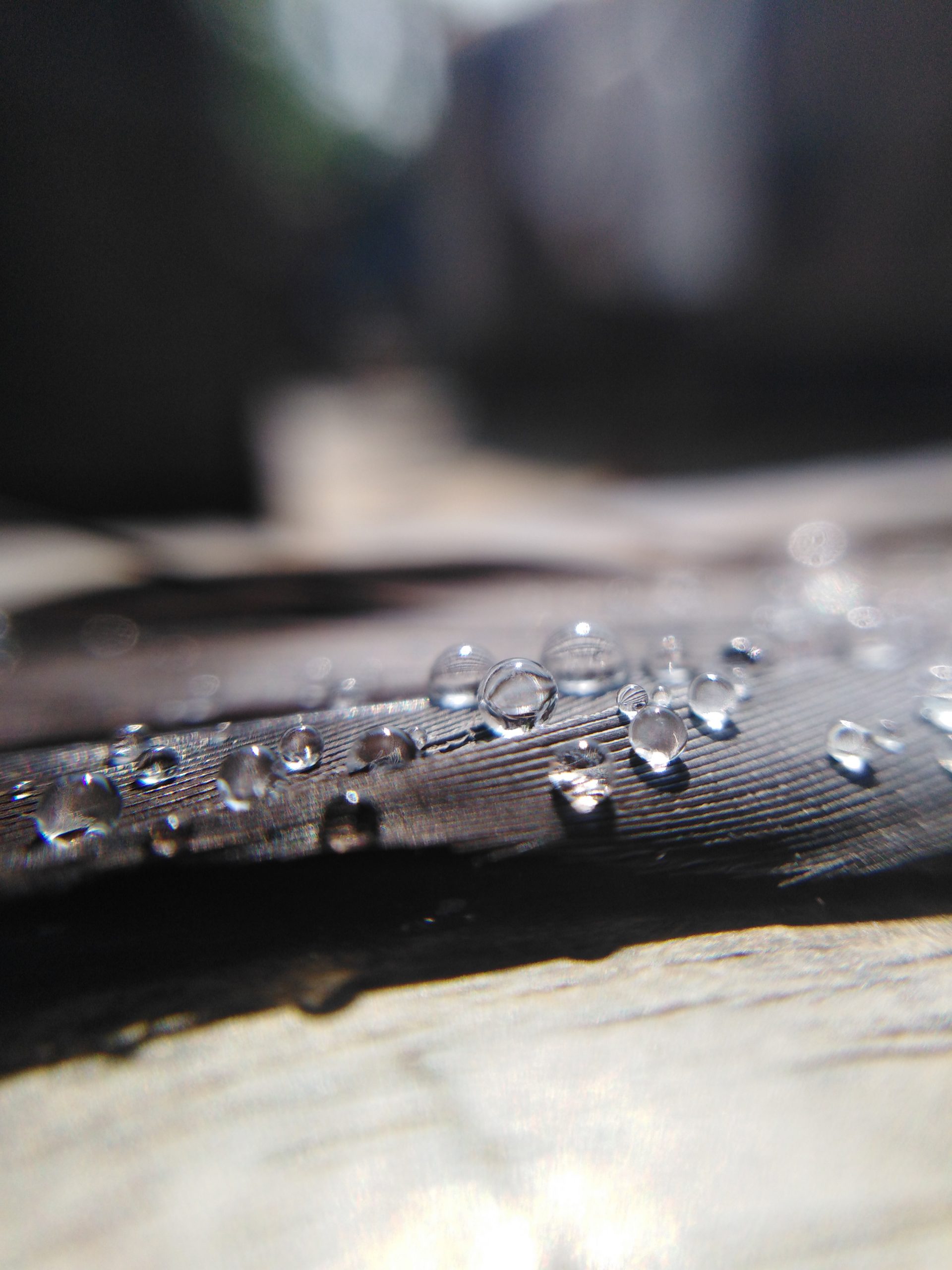 Water drops on feather