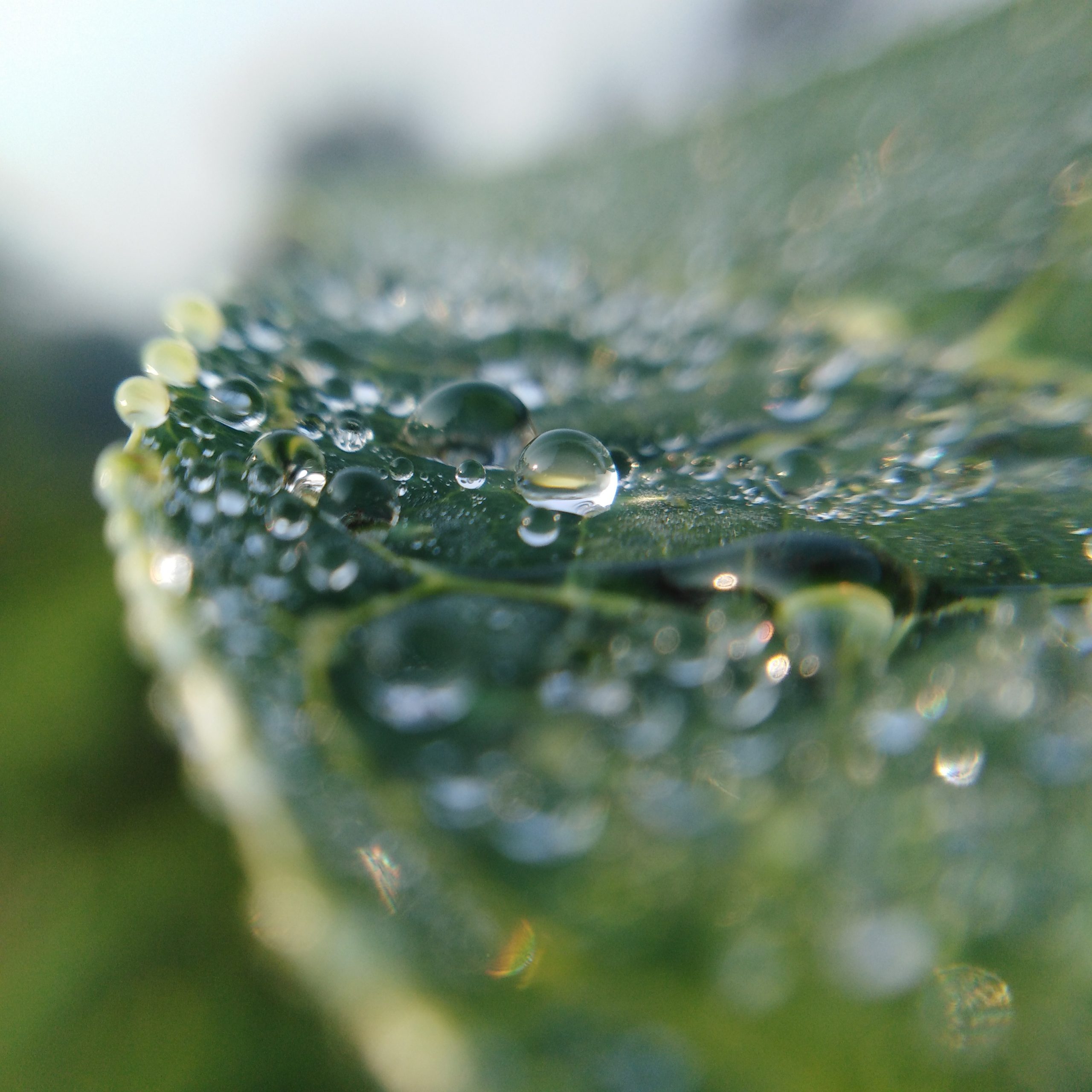 Water drops on leaf