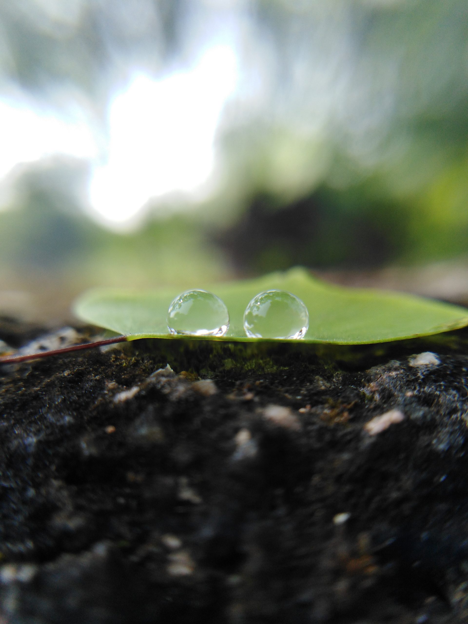 Drops on leaf