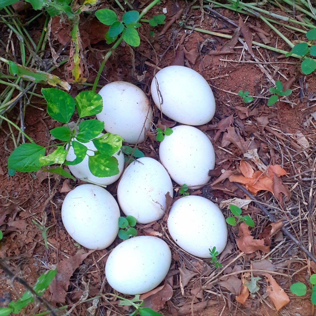 eggs-of-peahen-pixahive