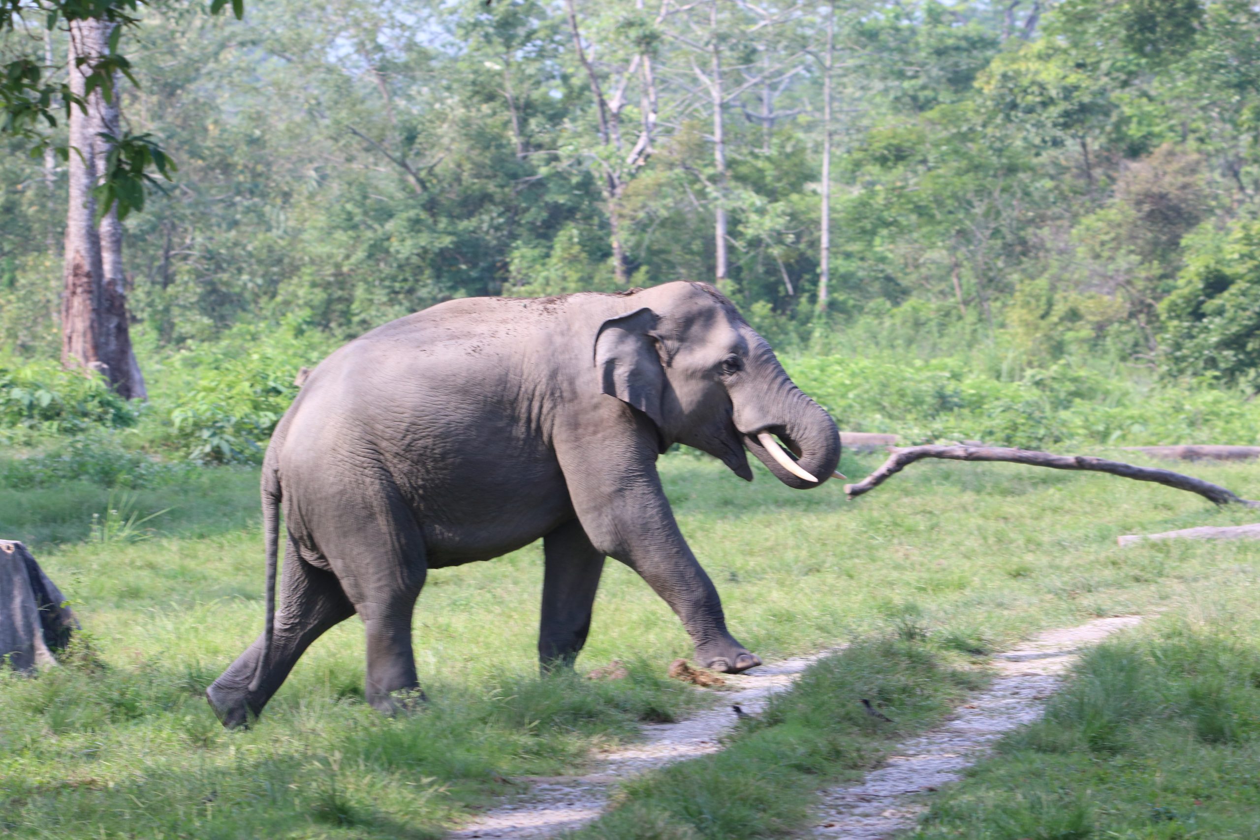 Elephant