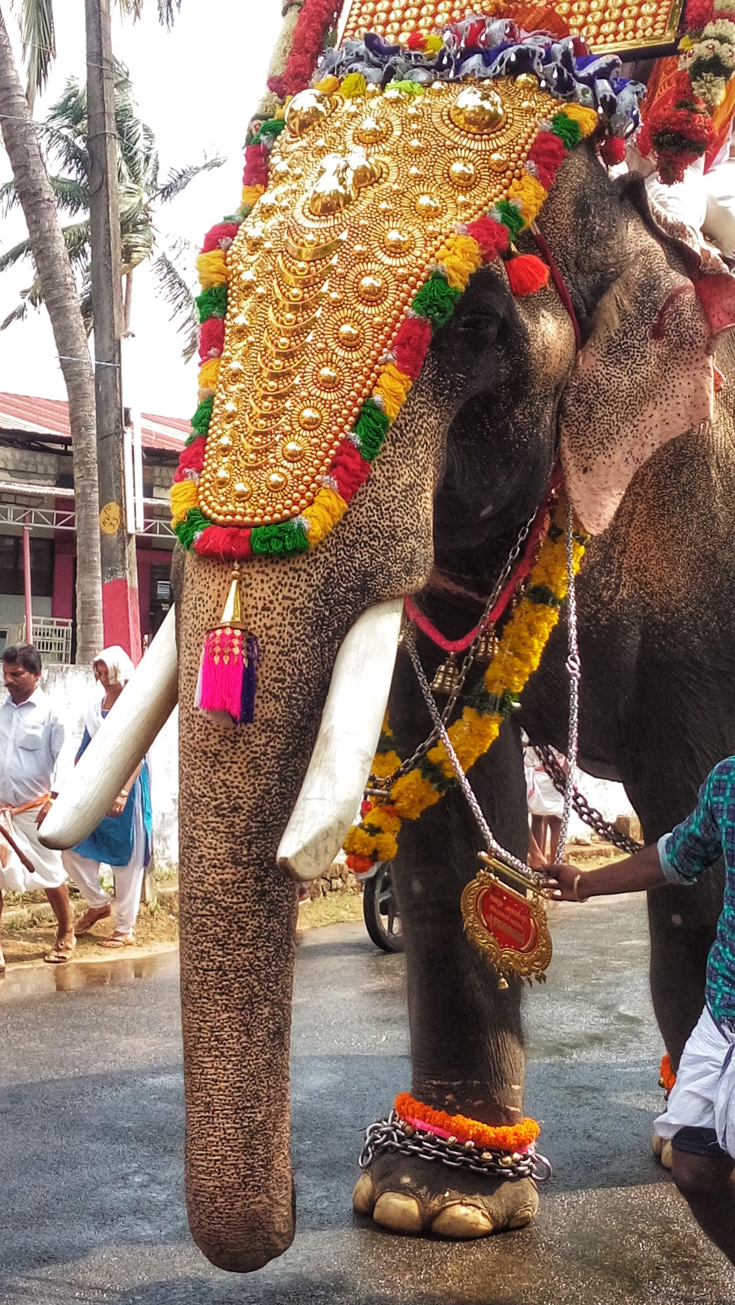 An elephant during Thrissur festival