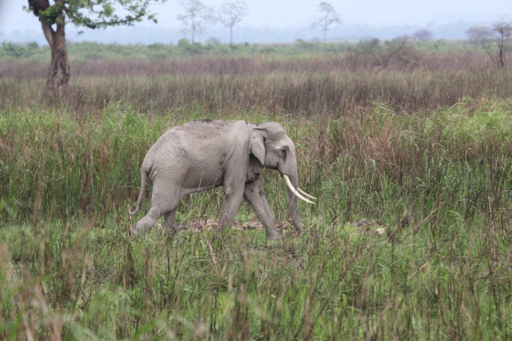 Elephant in grassland - PixaHive