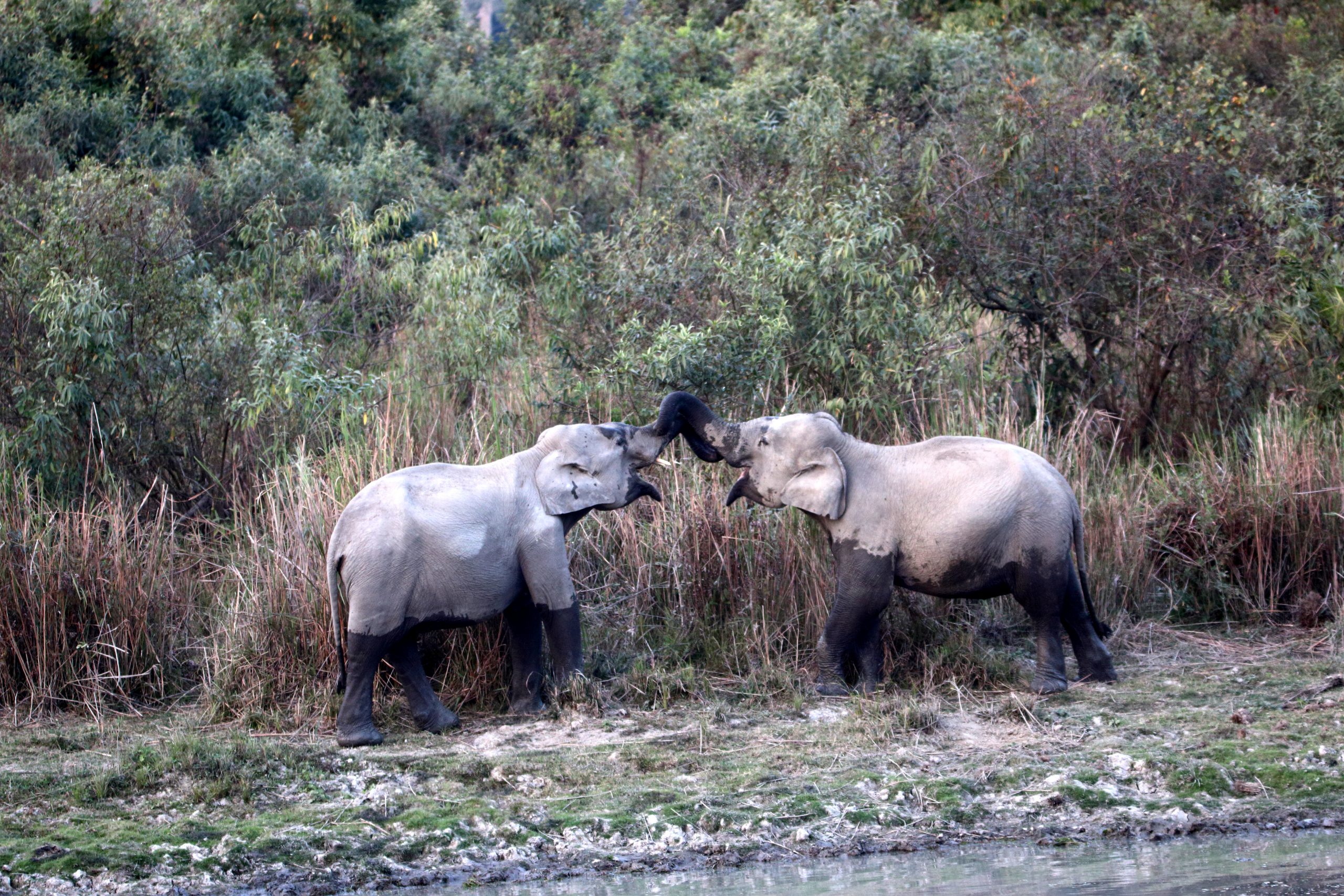 Elephants holding trunks