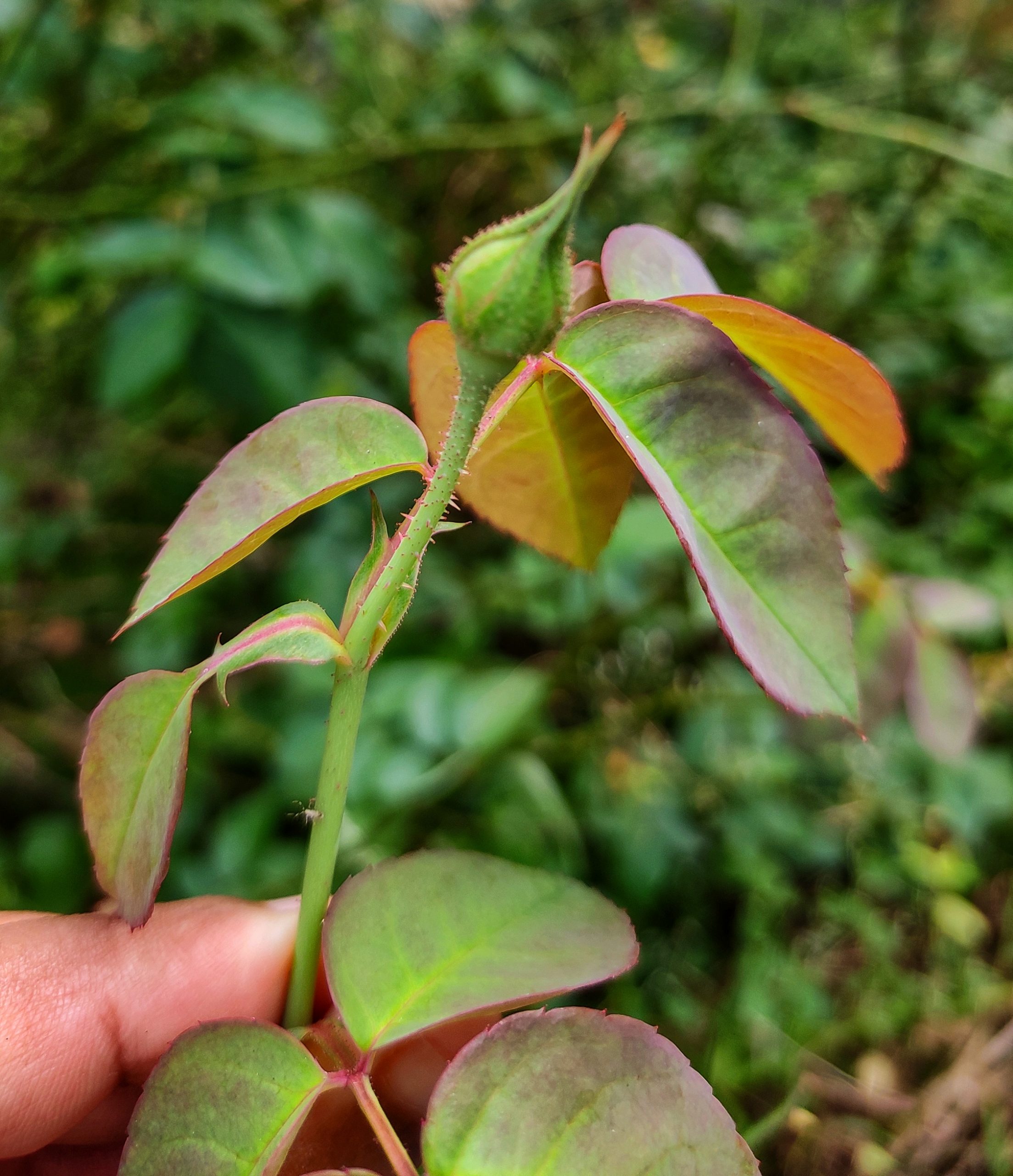 bud and leaf