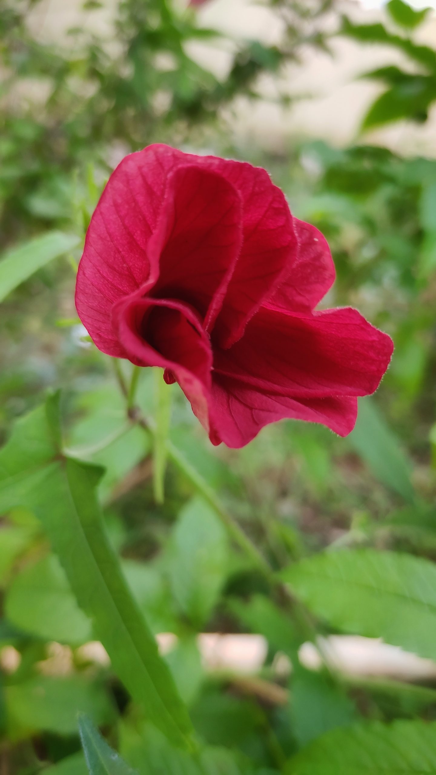 flower close up