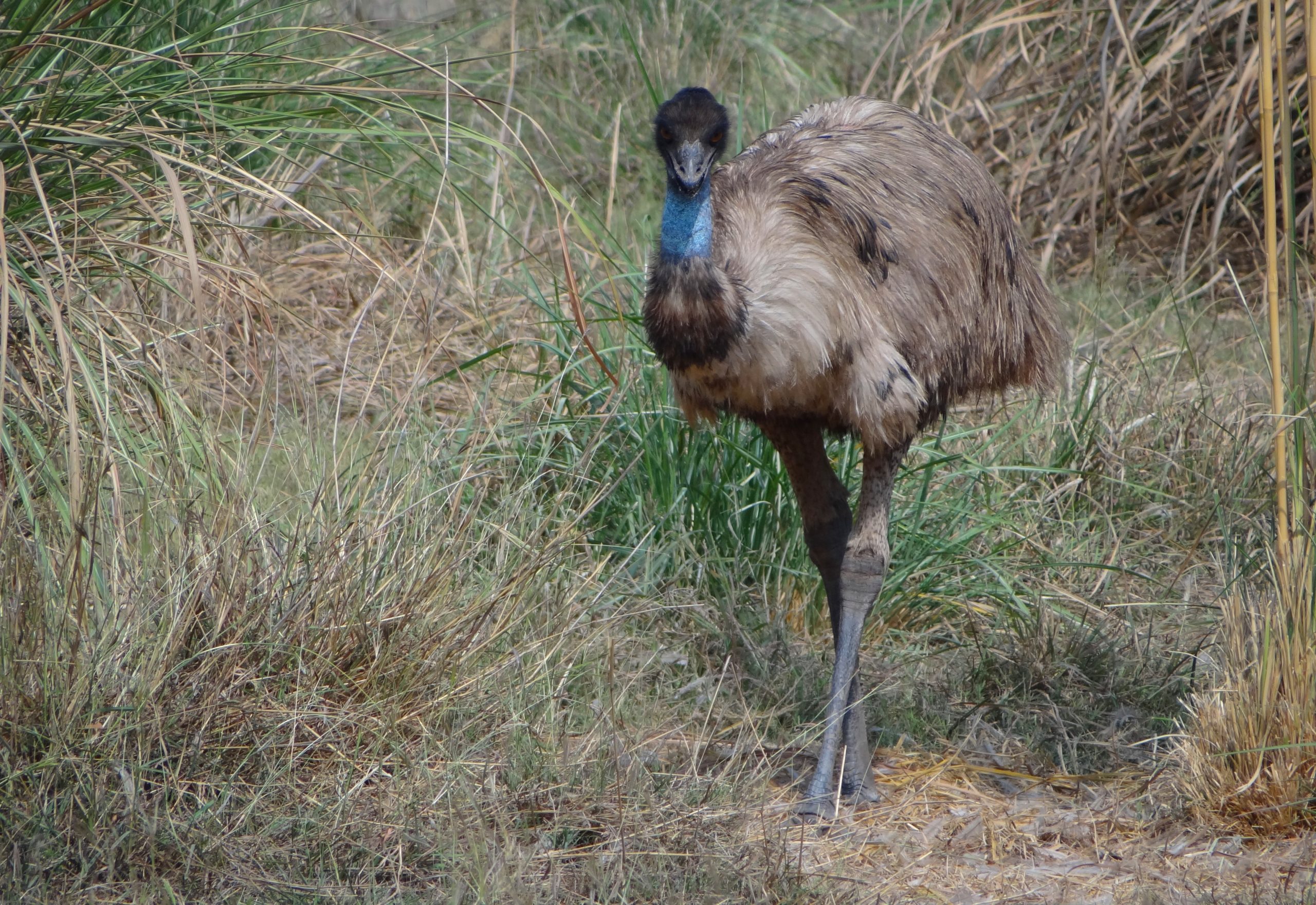 Emu- Second largest bird.