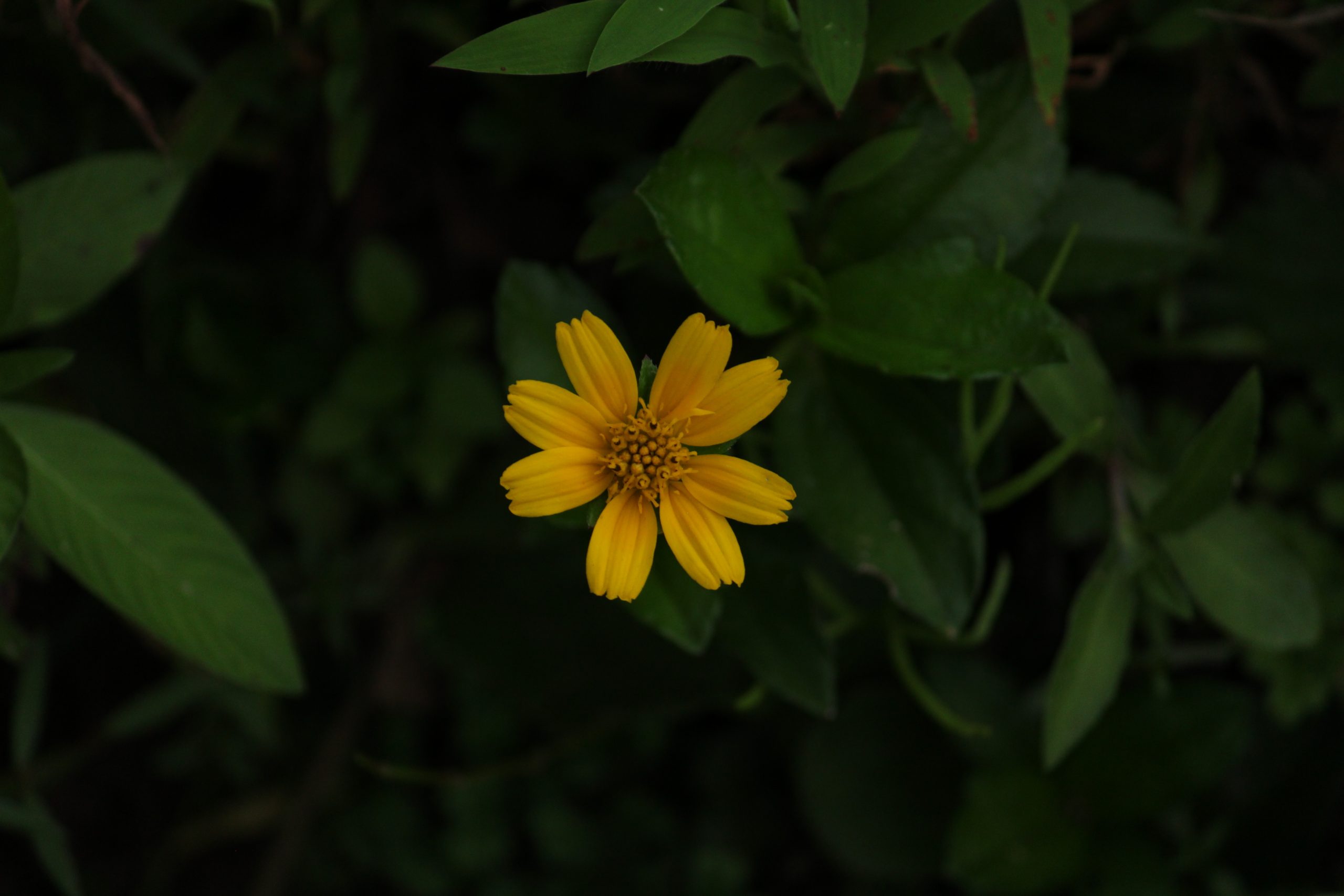 A beautiful shot of a flower.