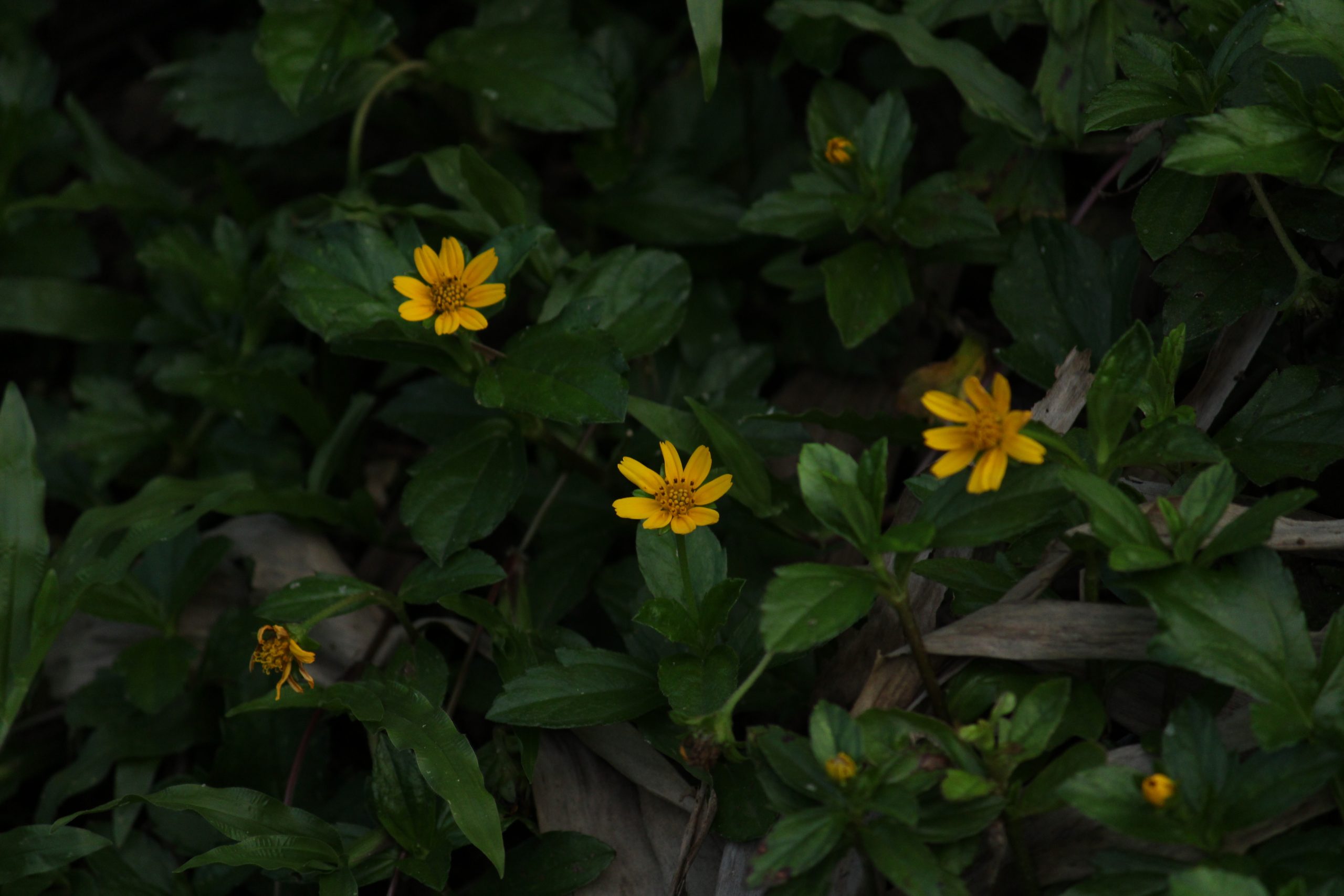 Flowering plant