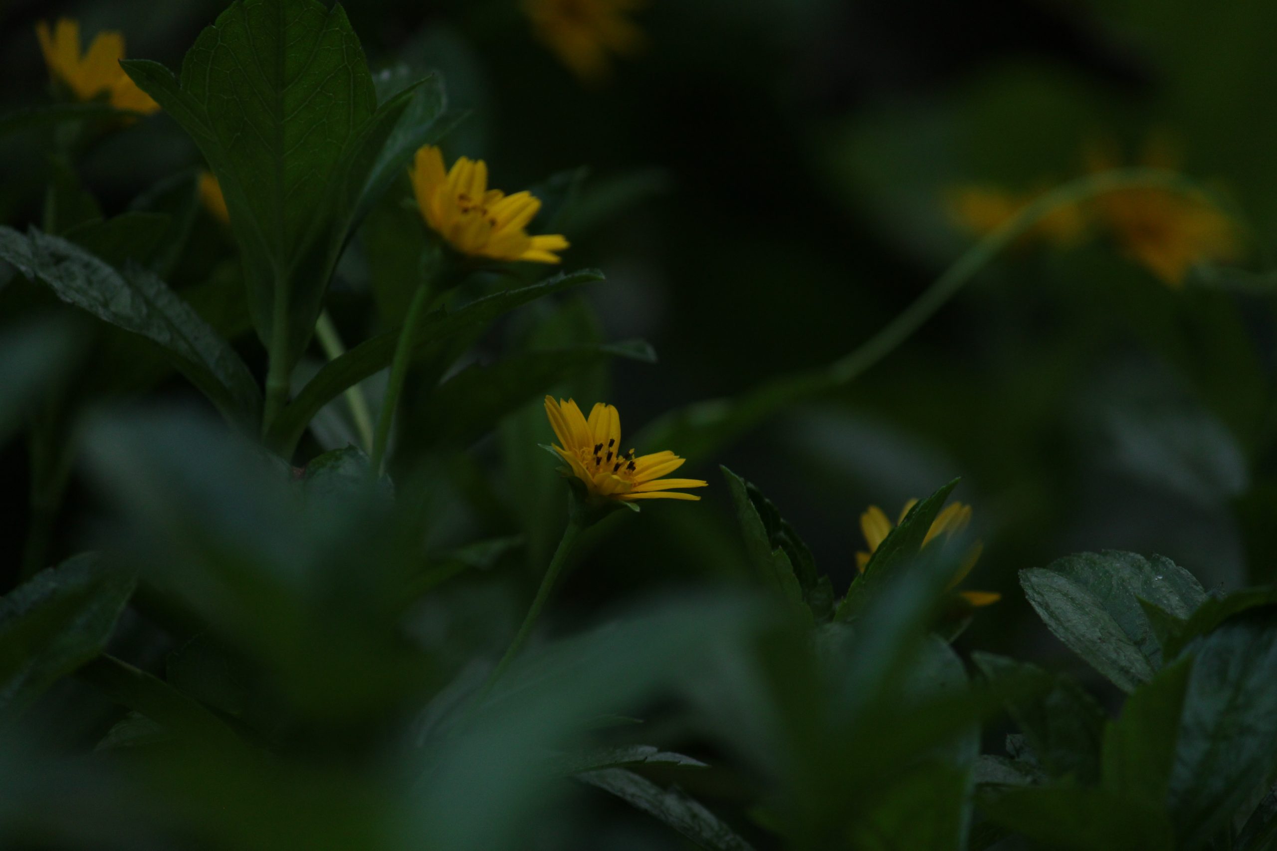 Flowering plant