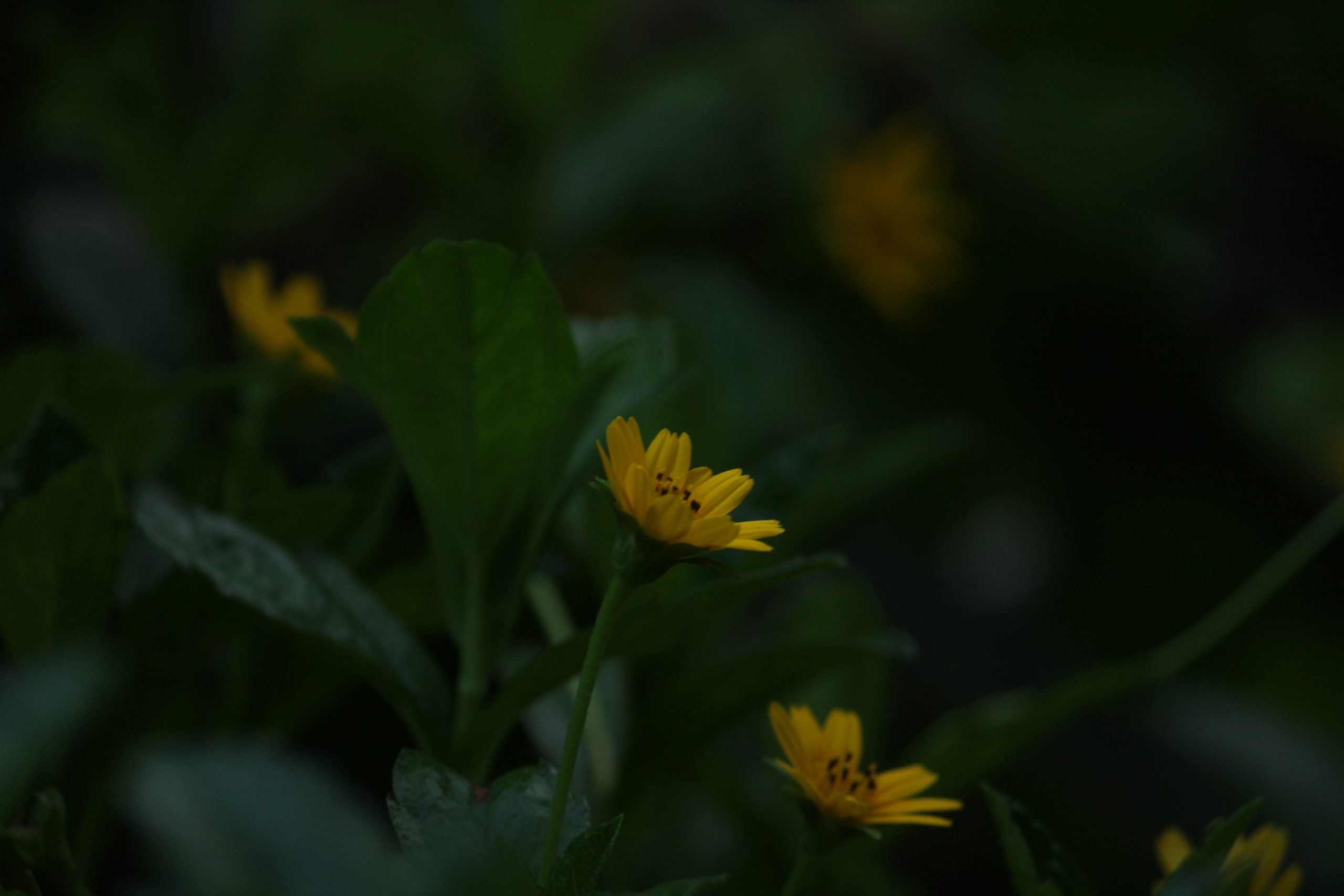 Beautiful picture of flowers.