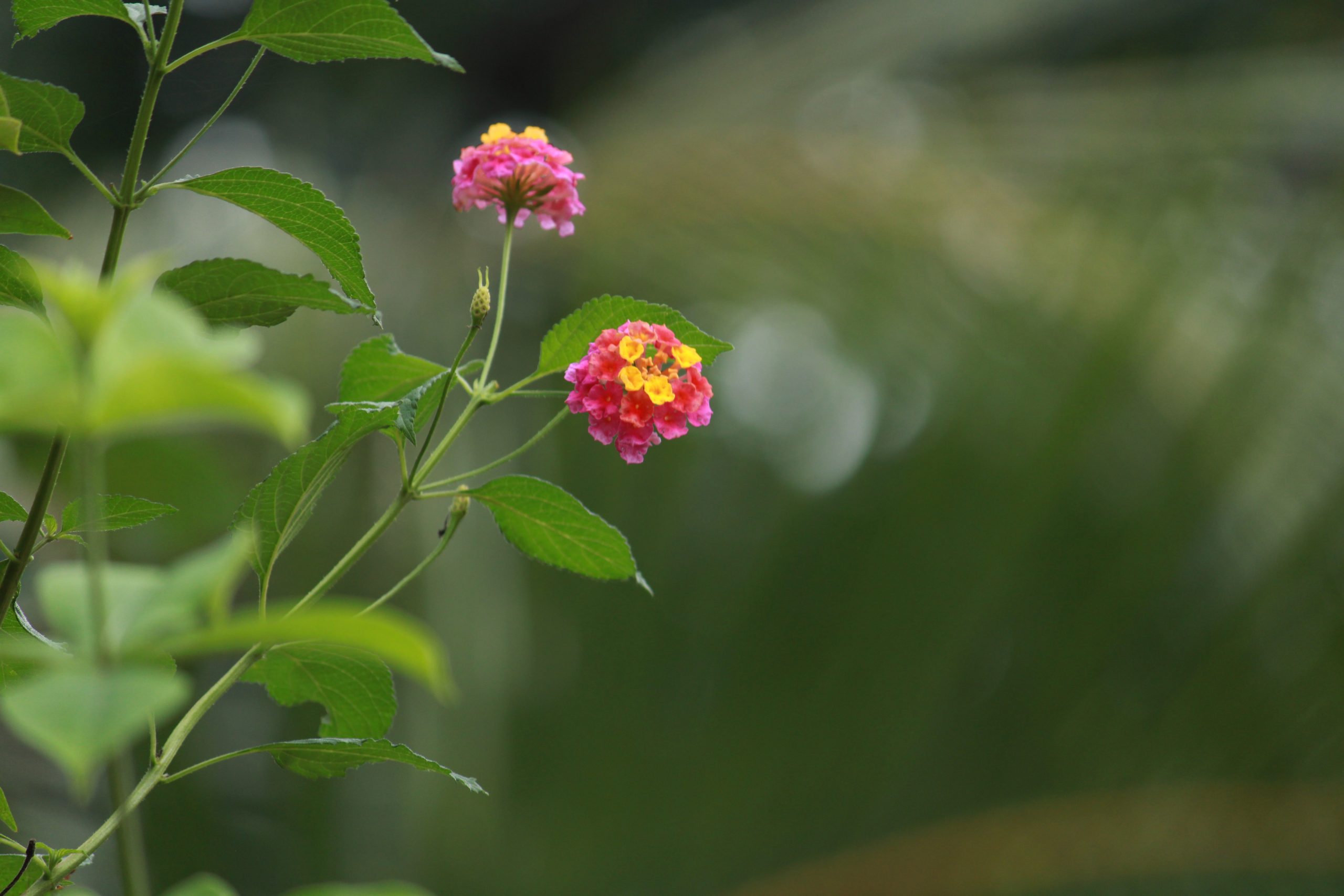 Flowering plant