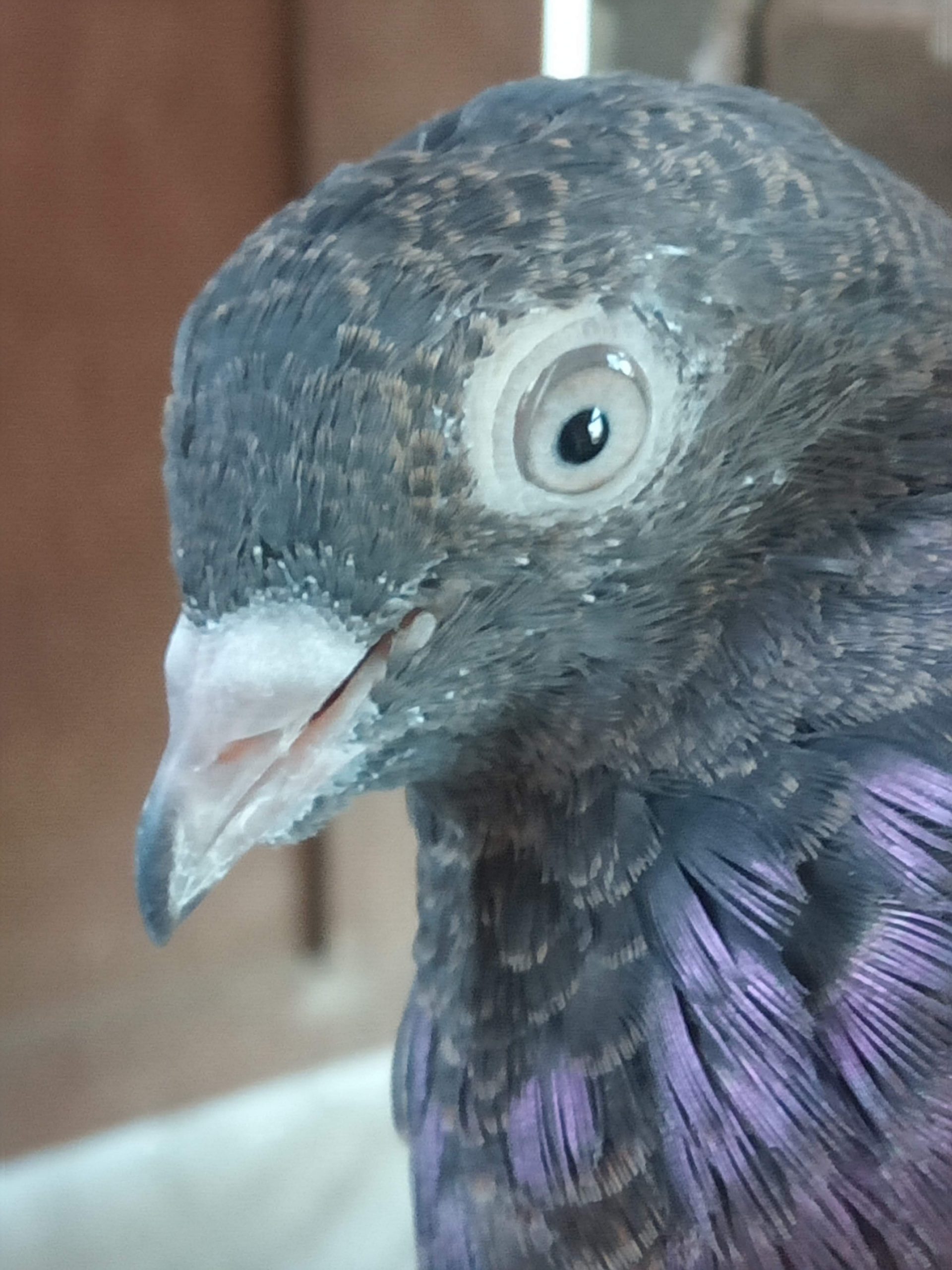 close up of pigeon