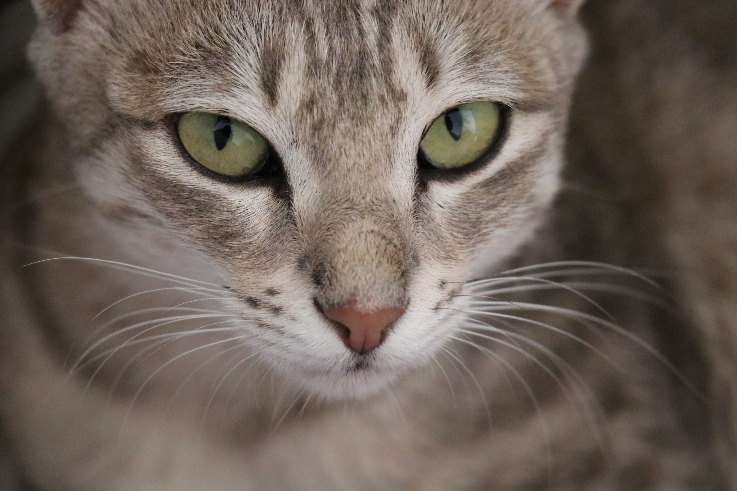 A cat with greenish eyes