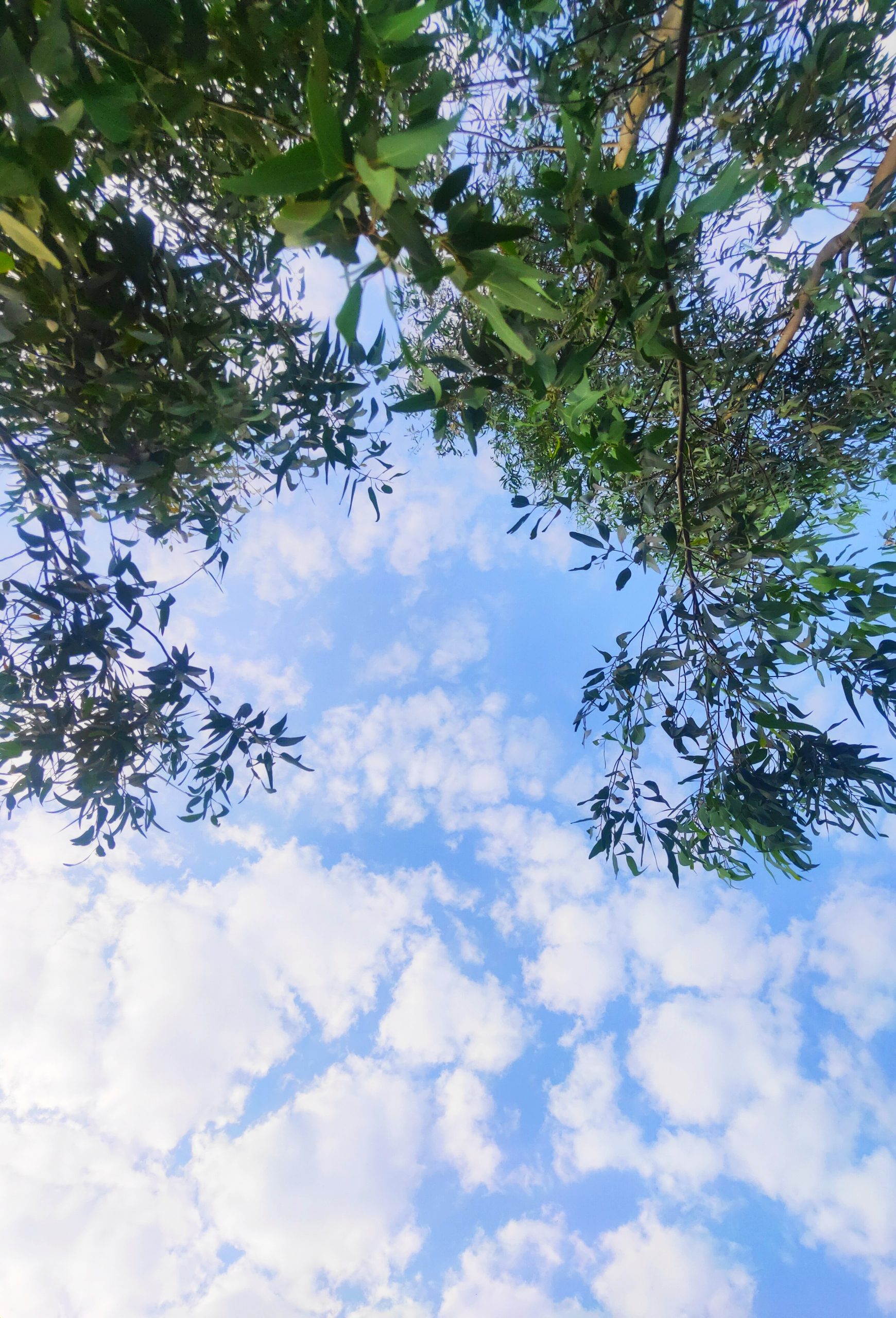 sky and trees from below