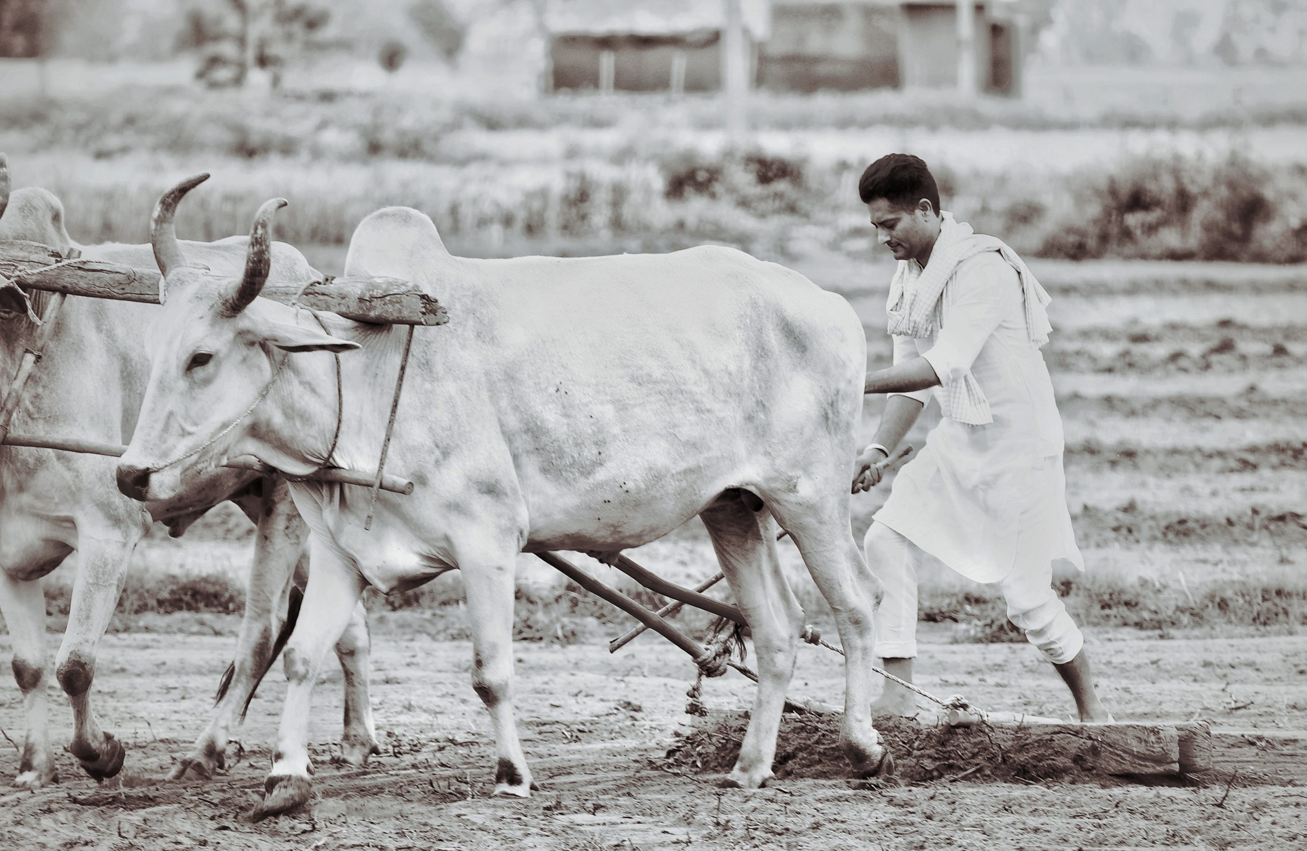 Farmer doing cultivation