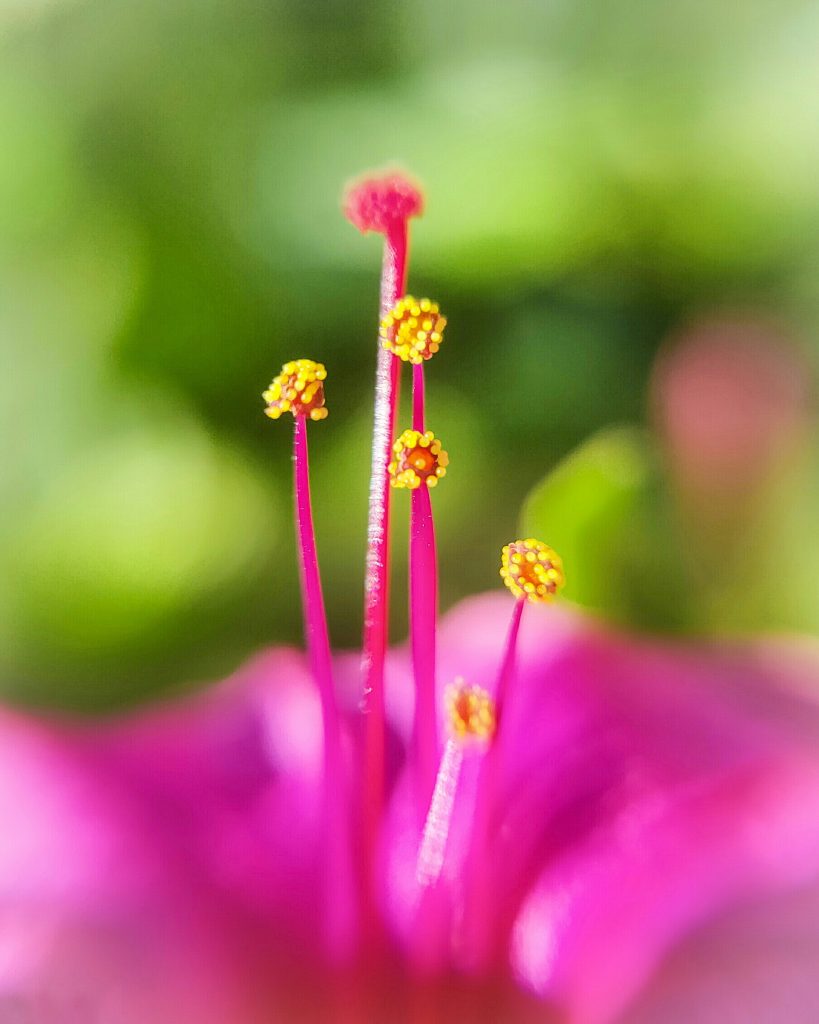 Filament of flower PixaHive