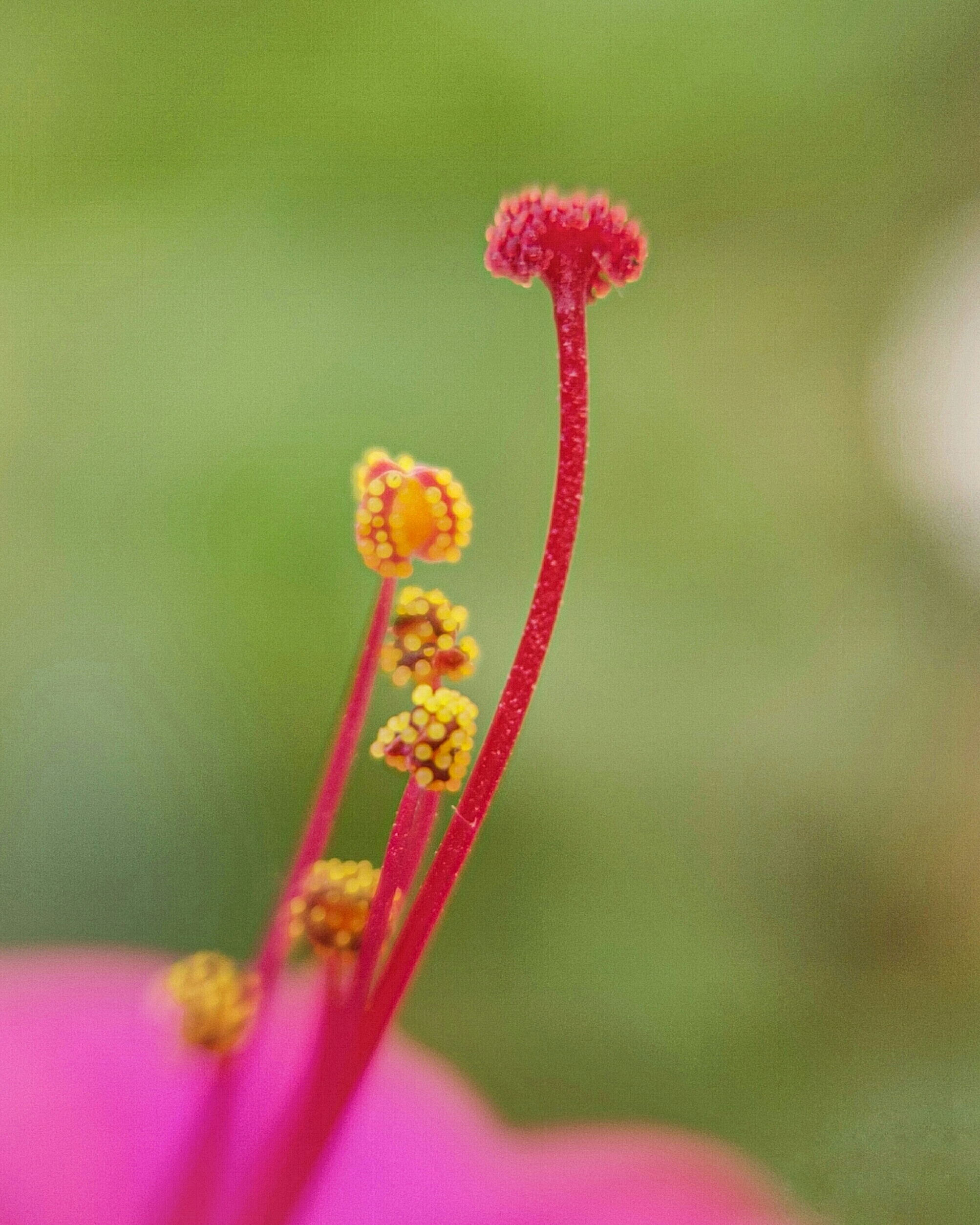 Filament Of Flower PixaHive