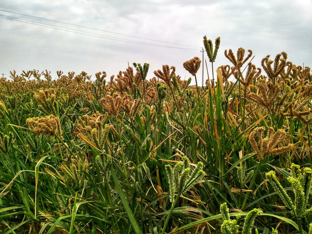 Finger millet field - PixaHive