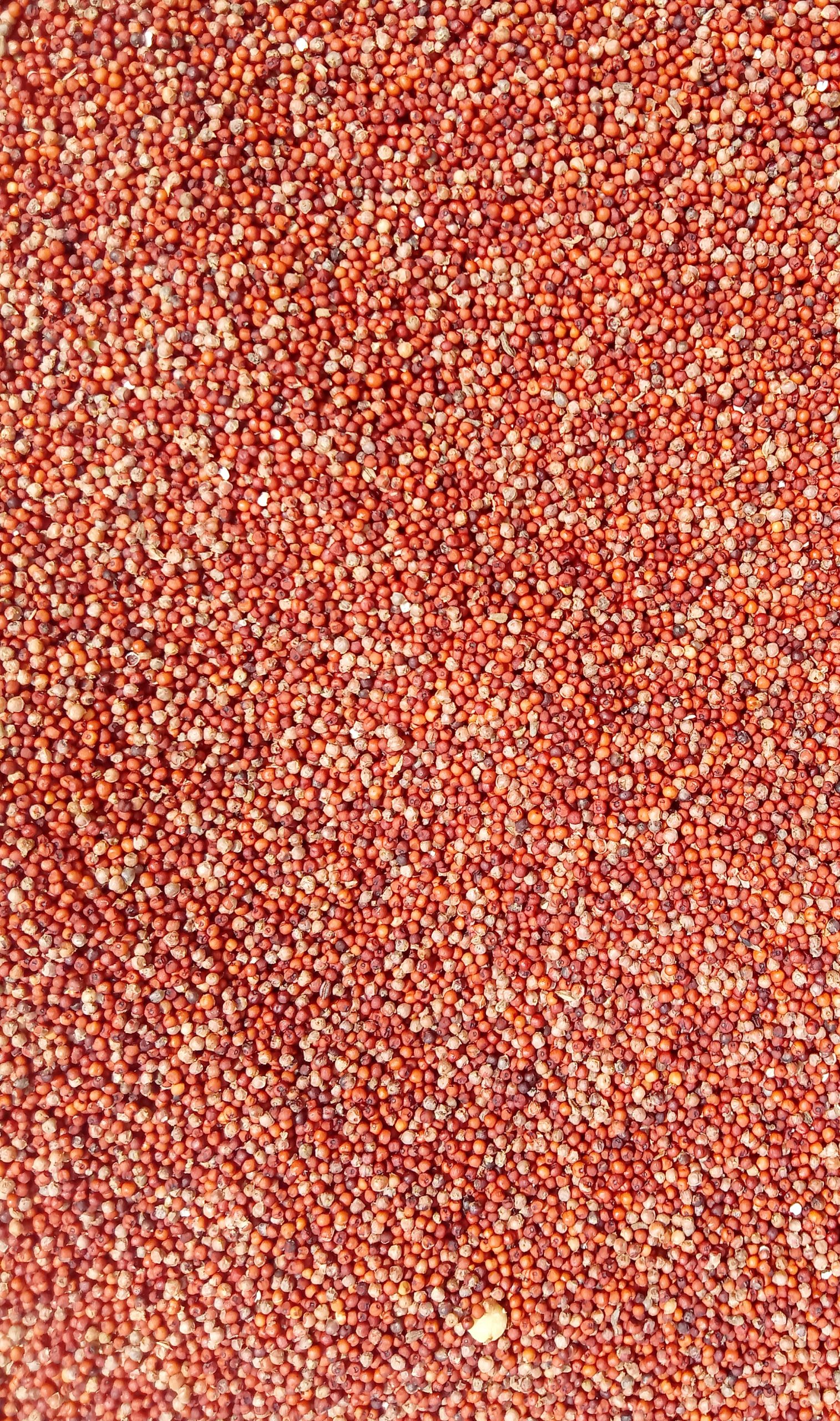 Finger millet grains