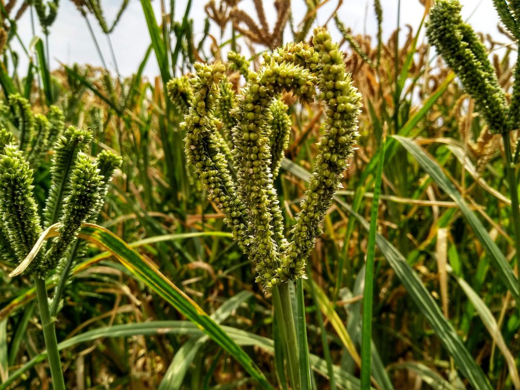 Finger millet on focus PixaHive