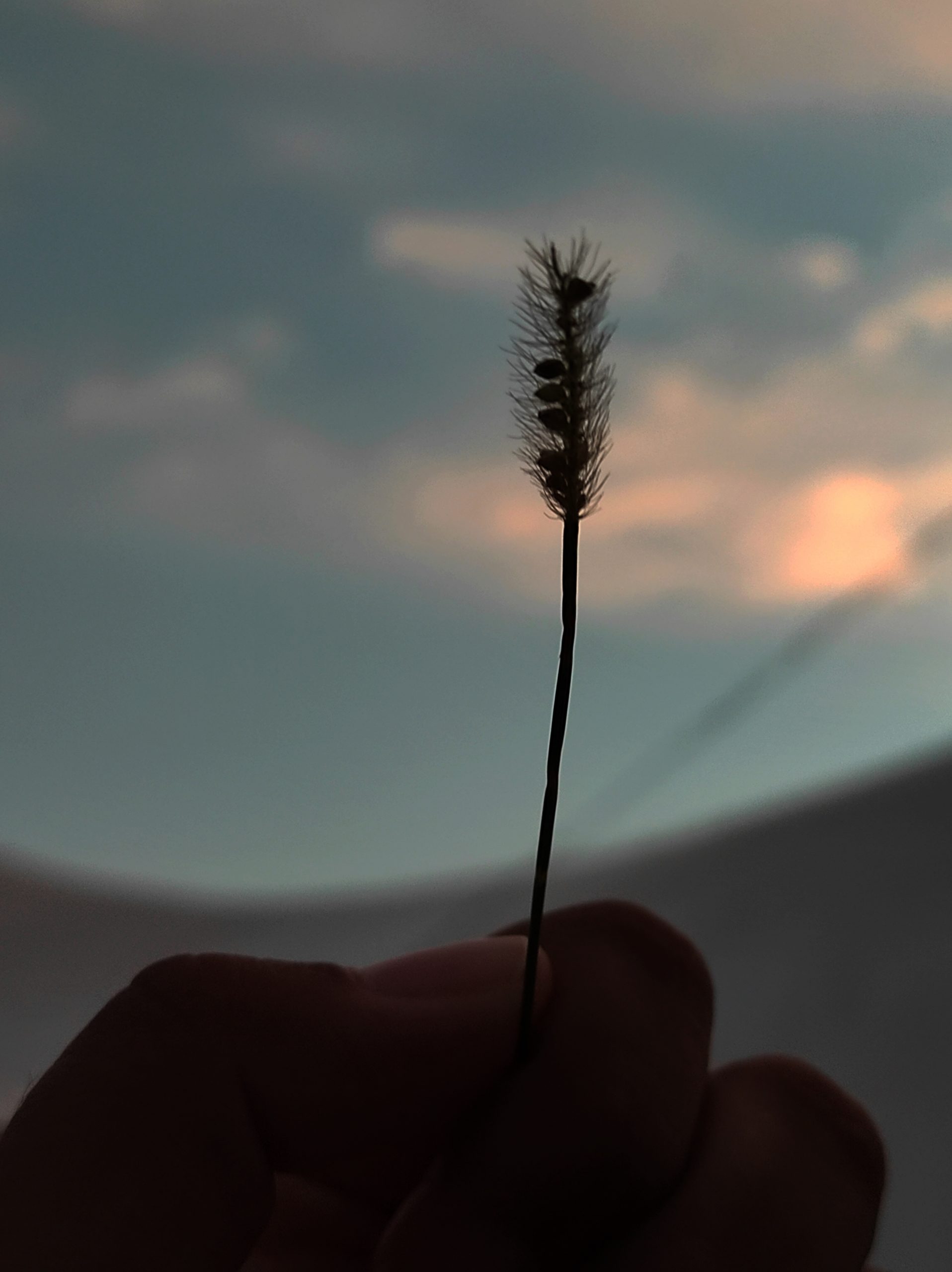 A straw of grass in hand