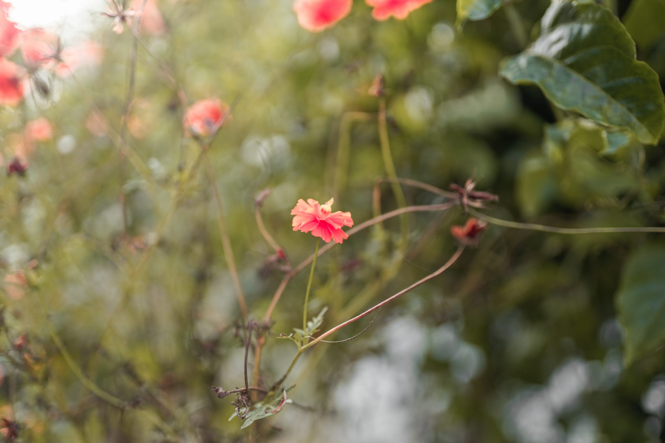 Flowering plant